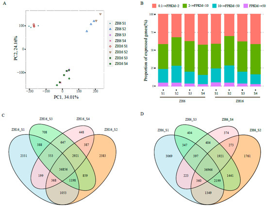 Global Transcriptome and Co-Expression Network Analyses