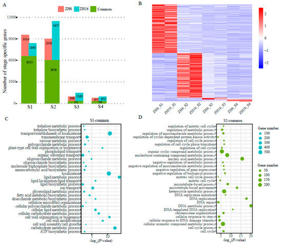 Global Transcriptome and Co-Expression Network Analyses
