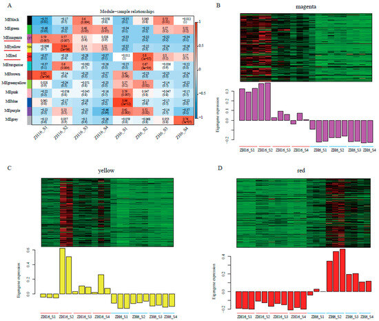Global Transcriptome and Co-Expression Network Analyses