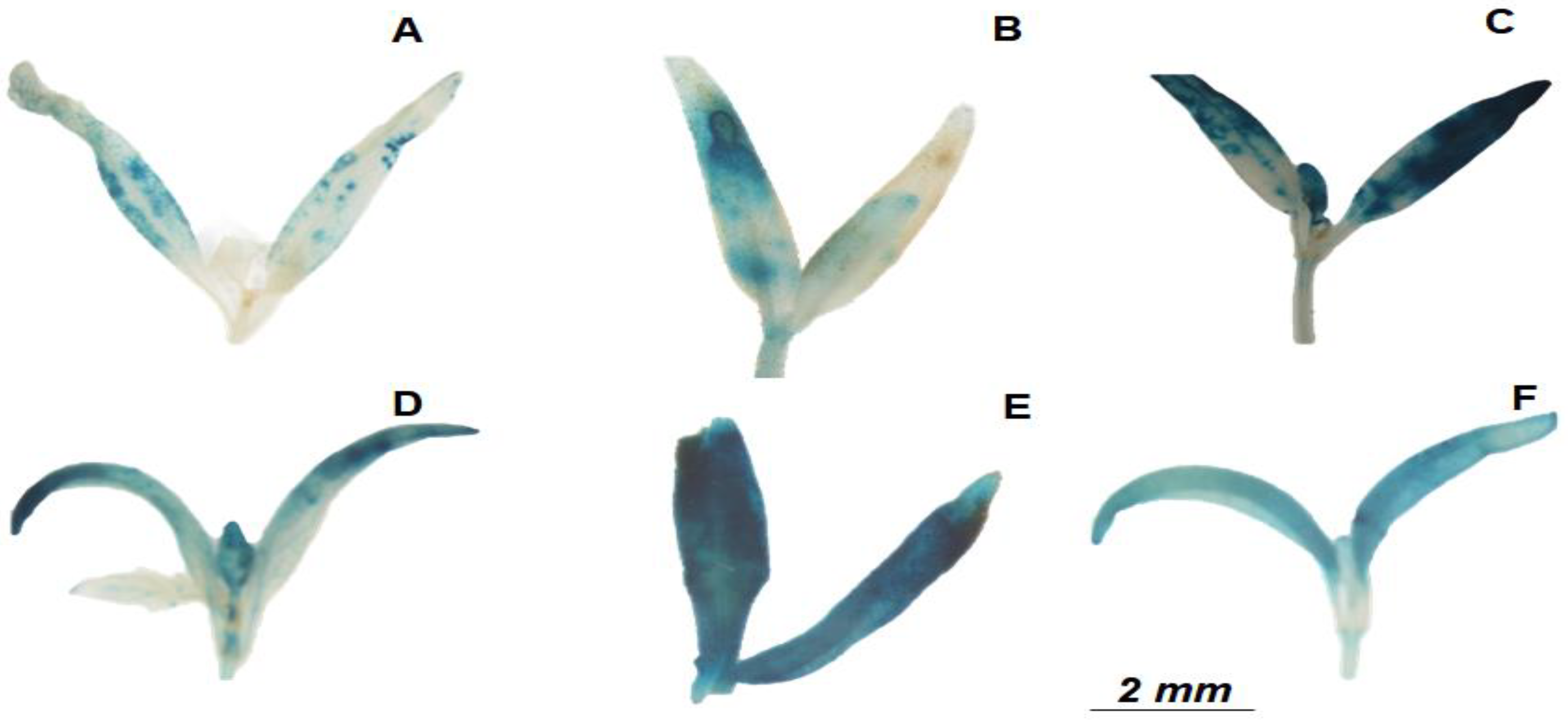 Plants 12 03148 g003