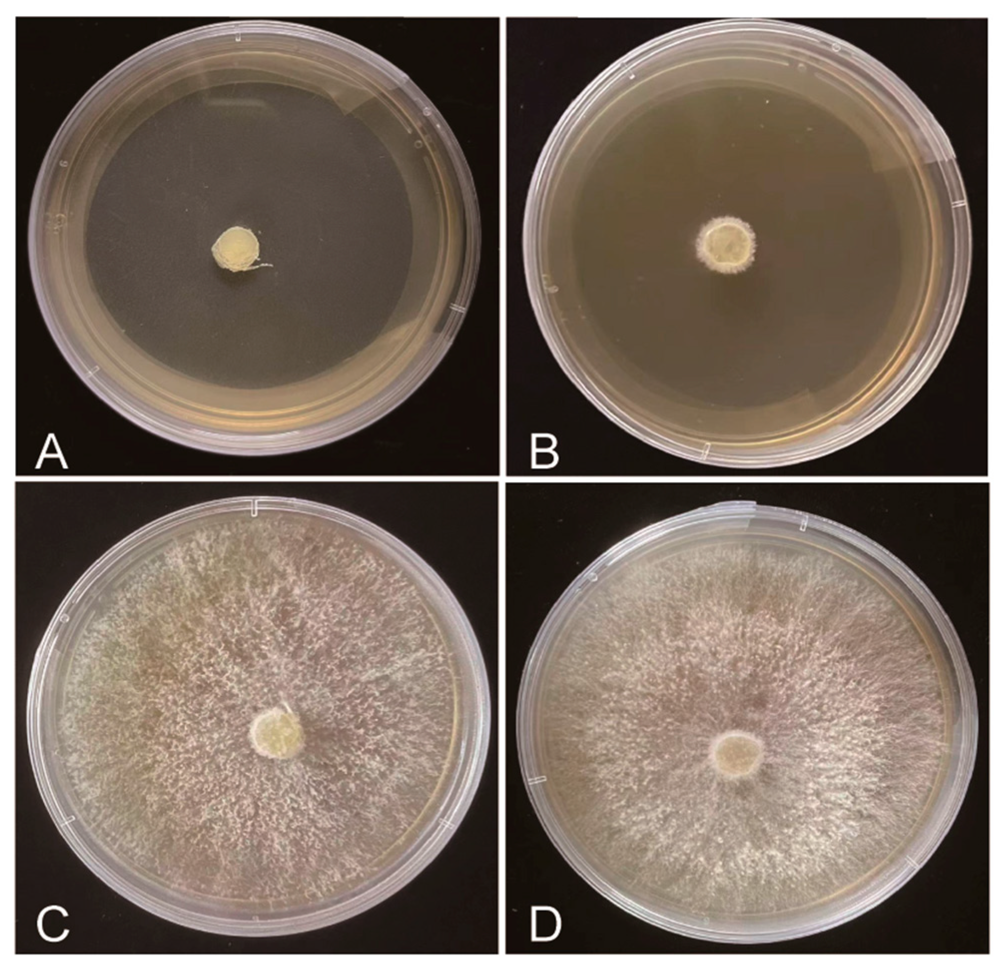 Plants 12 03149 g003