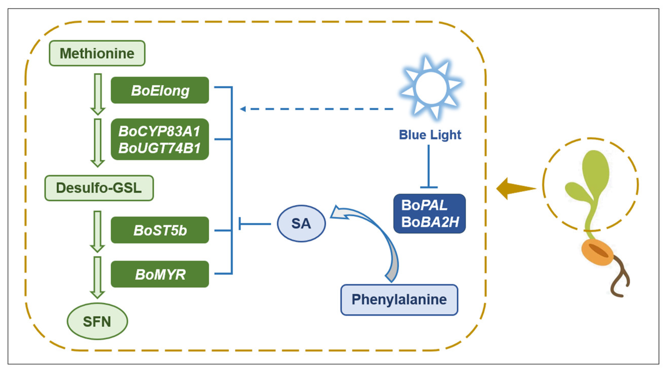 Plants 12 03151 g010 Plants 12 03151 g010