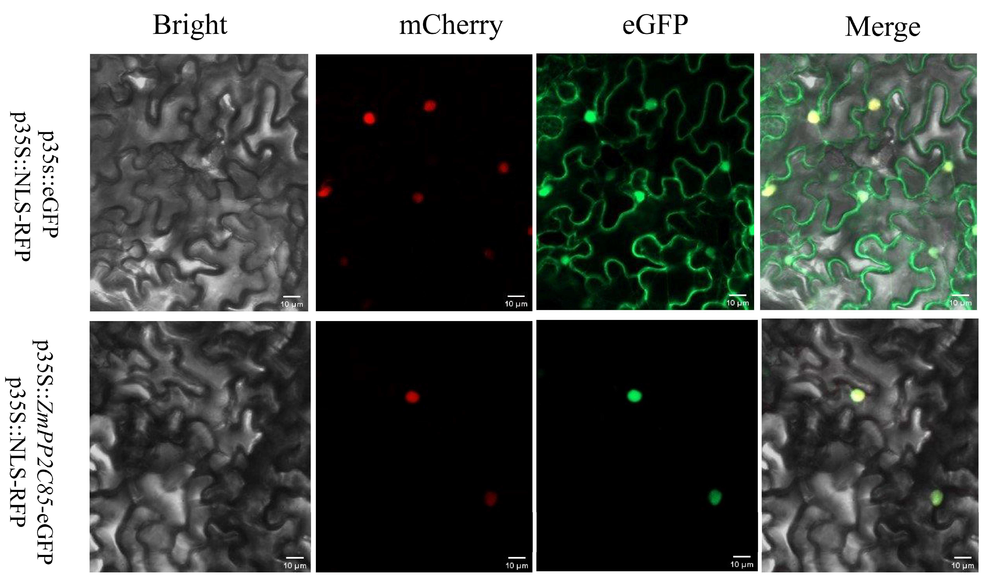 Plants 12 03153 g009