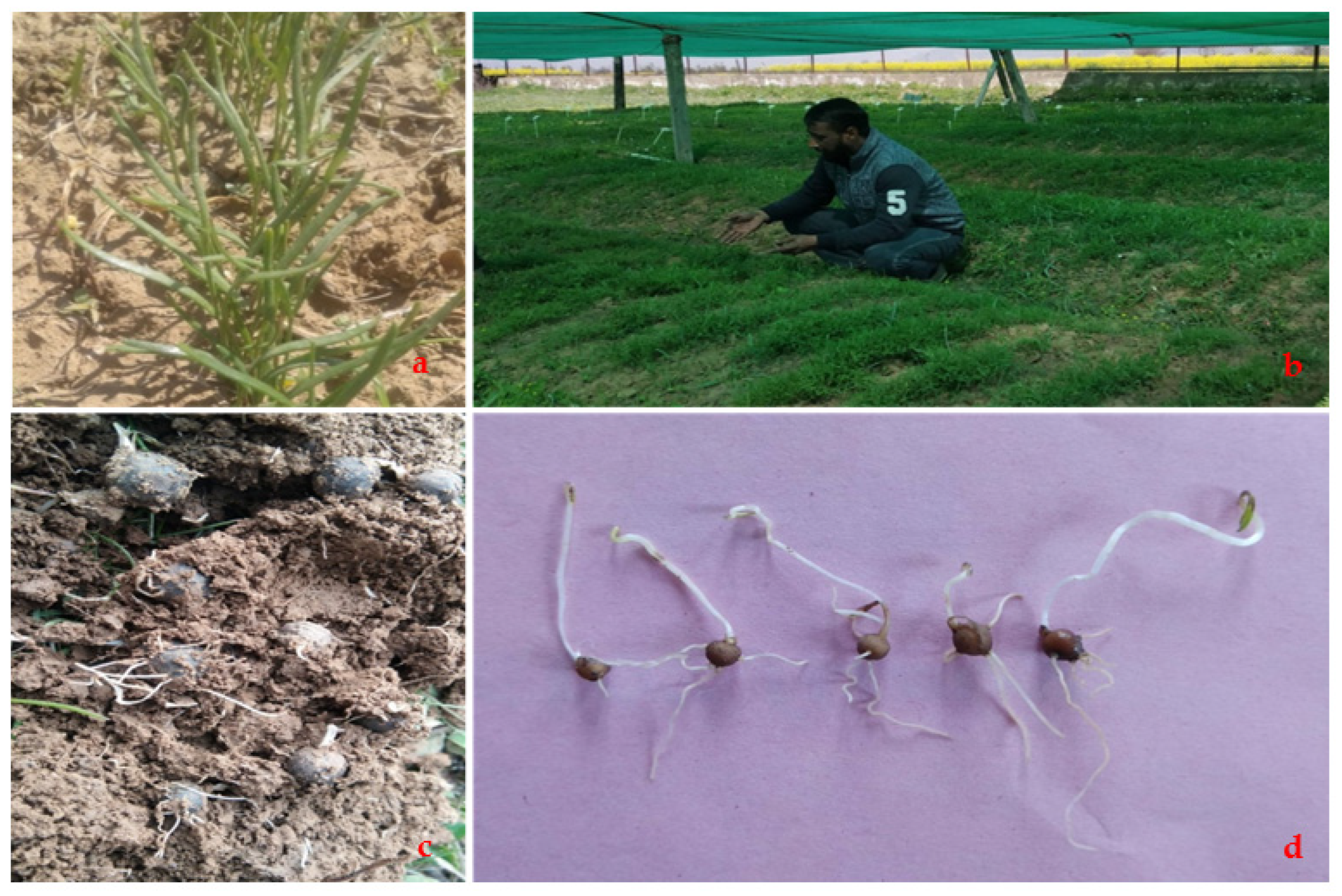 Plants 12 03163 g004