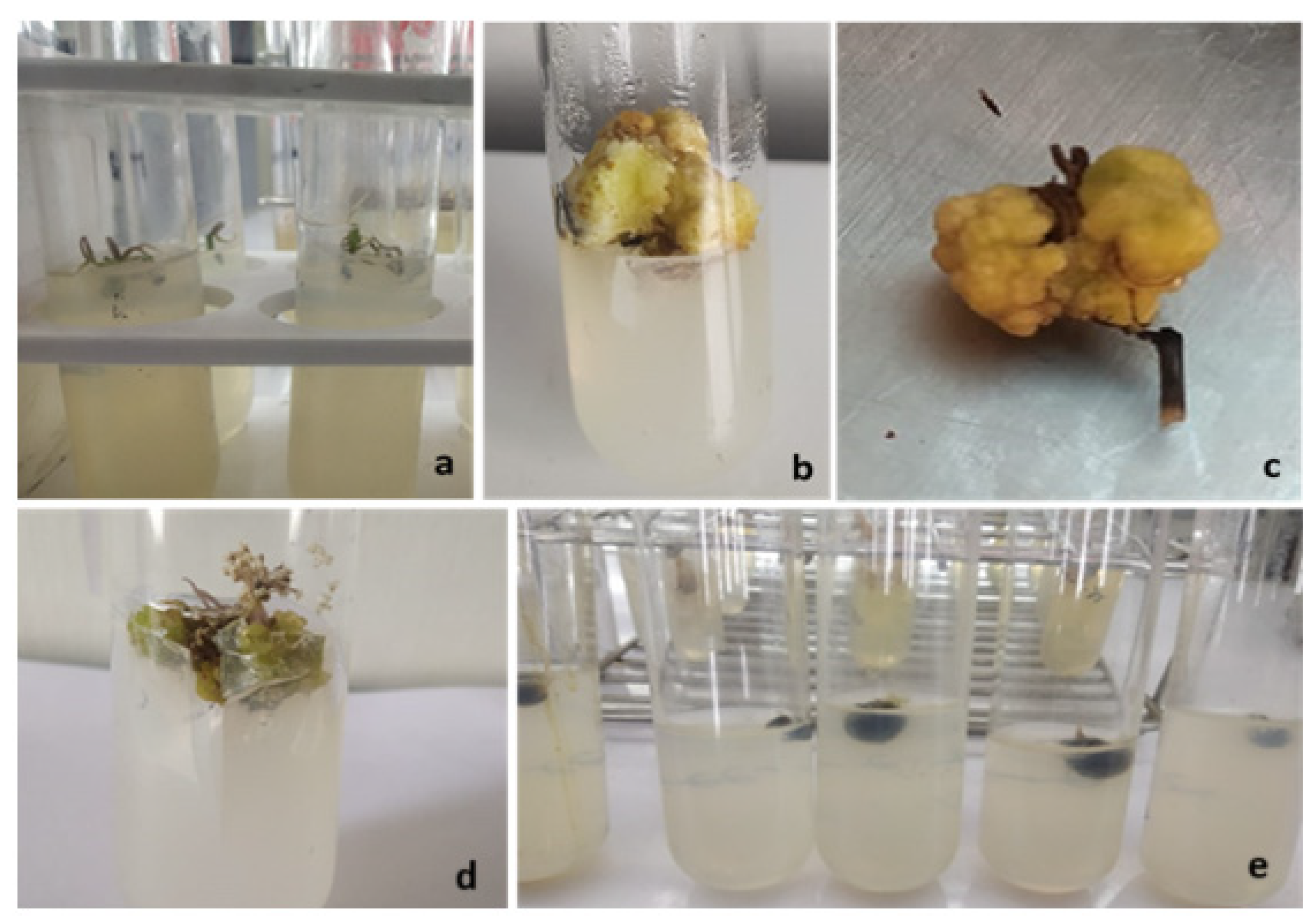 Plants 12 03163 g006