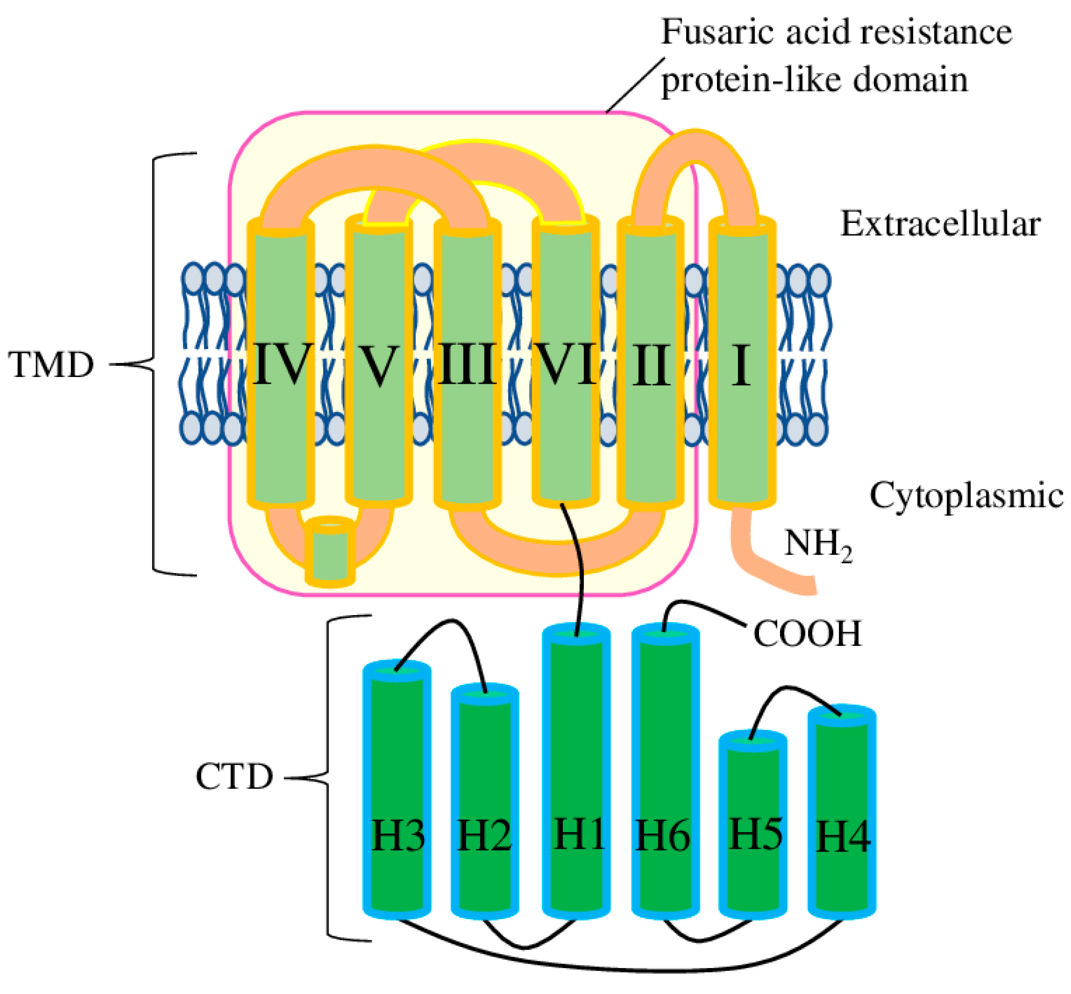 Recent Updates on ALMT Transporters' Physiology, Regulation Recent Updates on ALMT Transporters' Physiology, Regulation