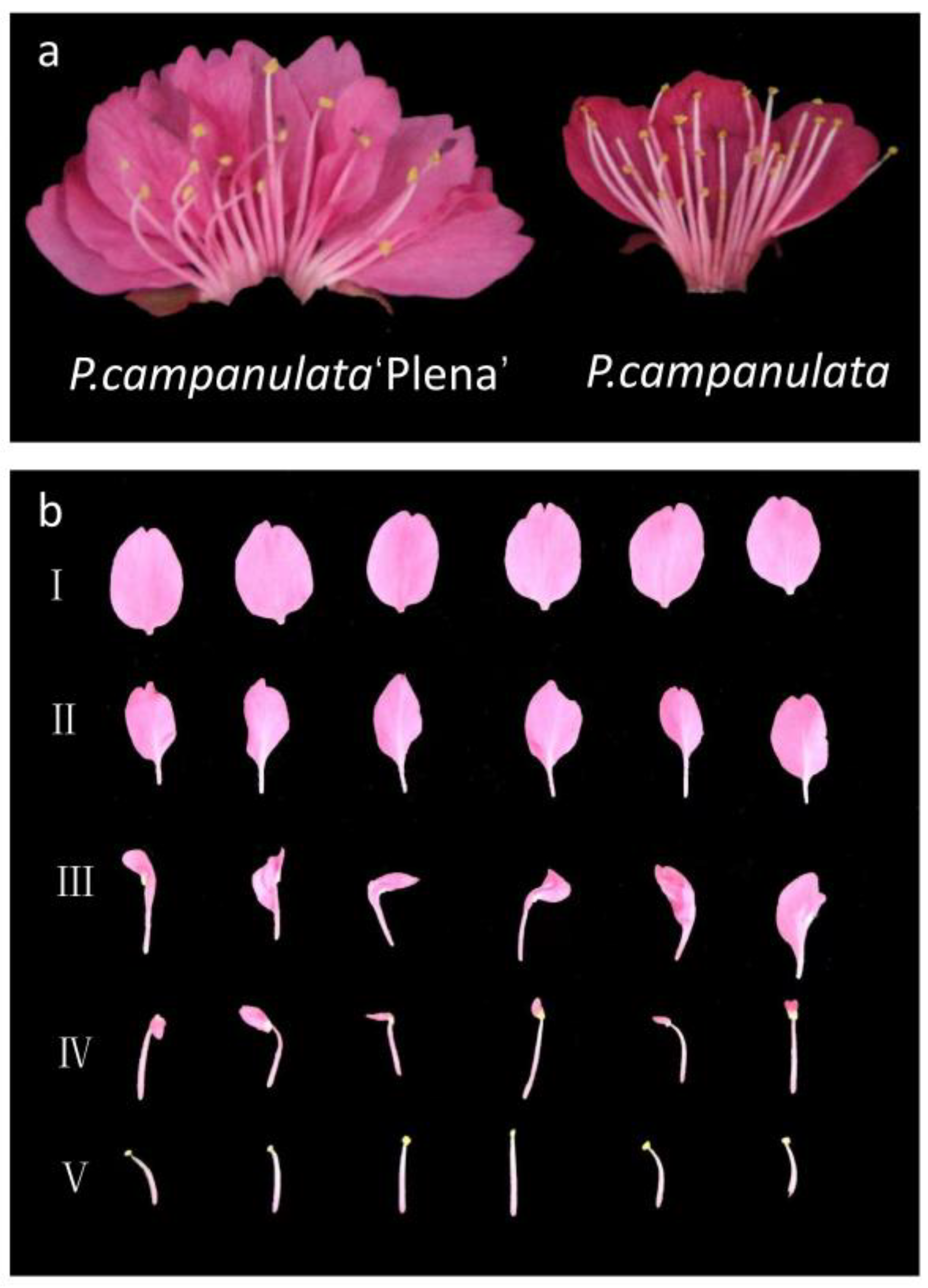 Plants 12 03171 g006