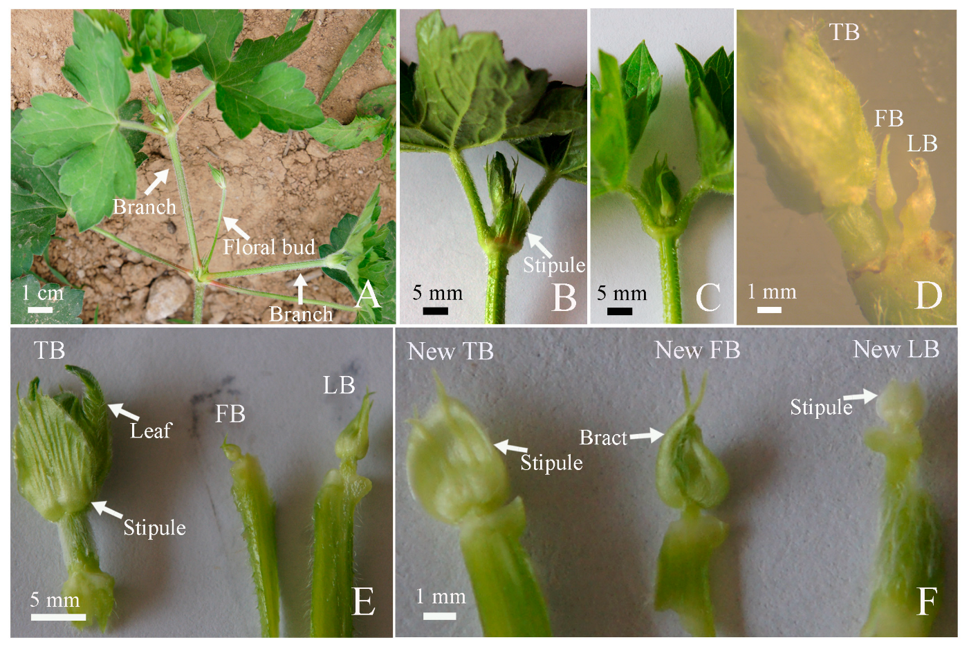 Plants 12 03178 g002