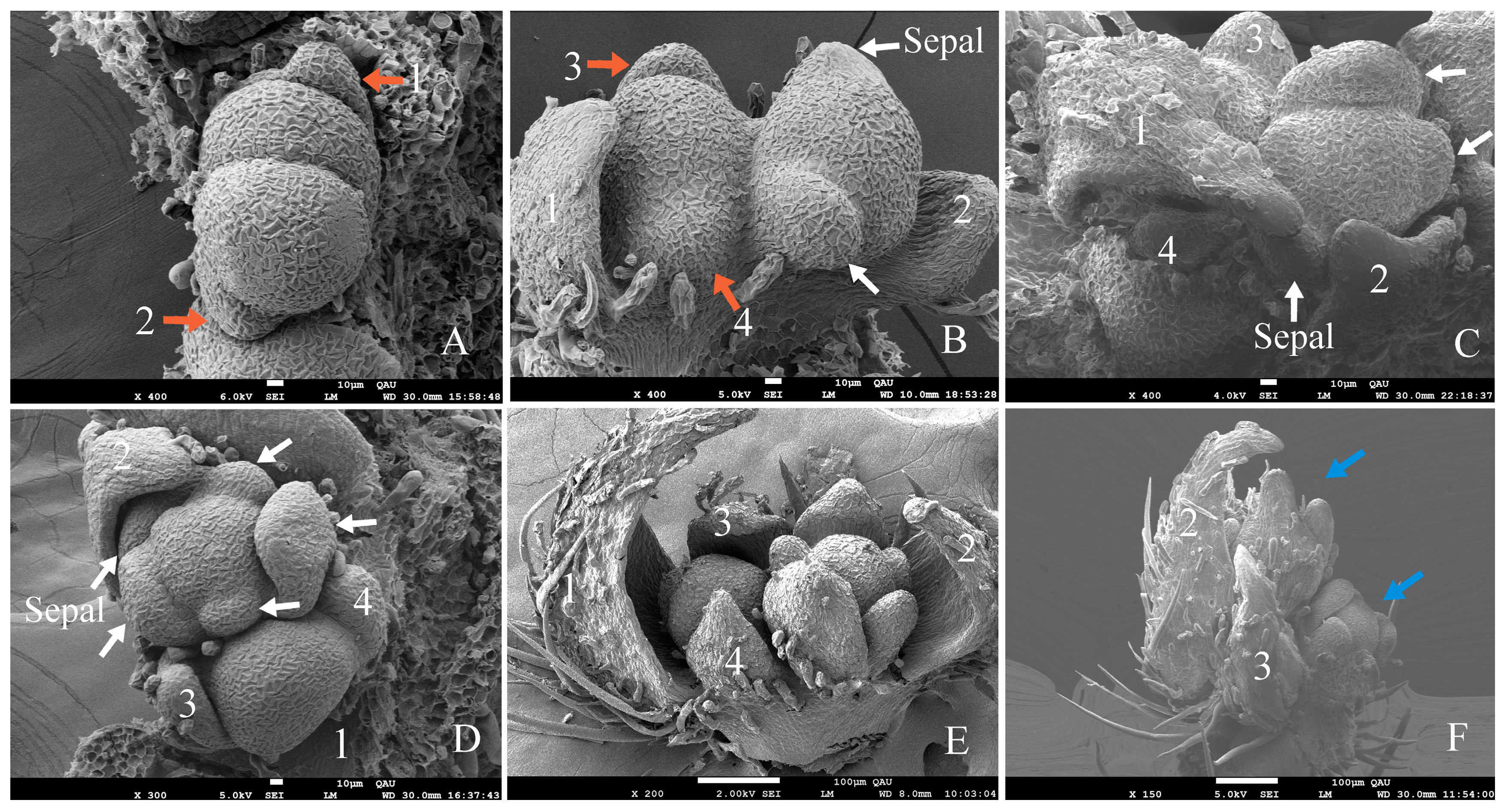 Plants 12 03178 g005