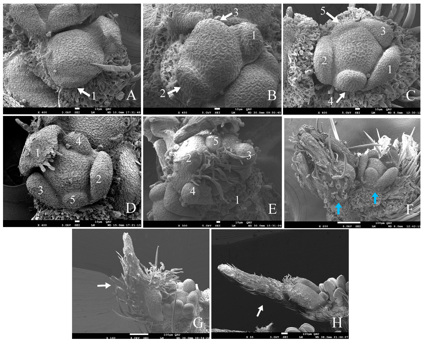 Plants 12 03178 g006