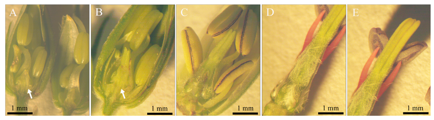 Plants 12 03178 g010