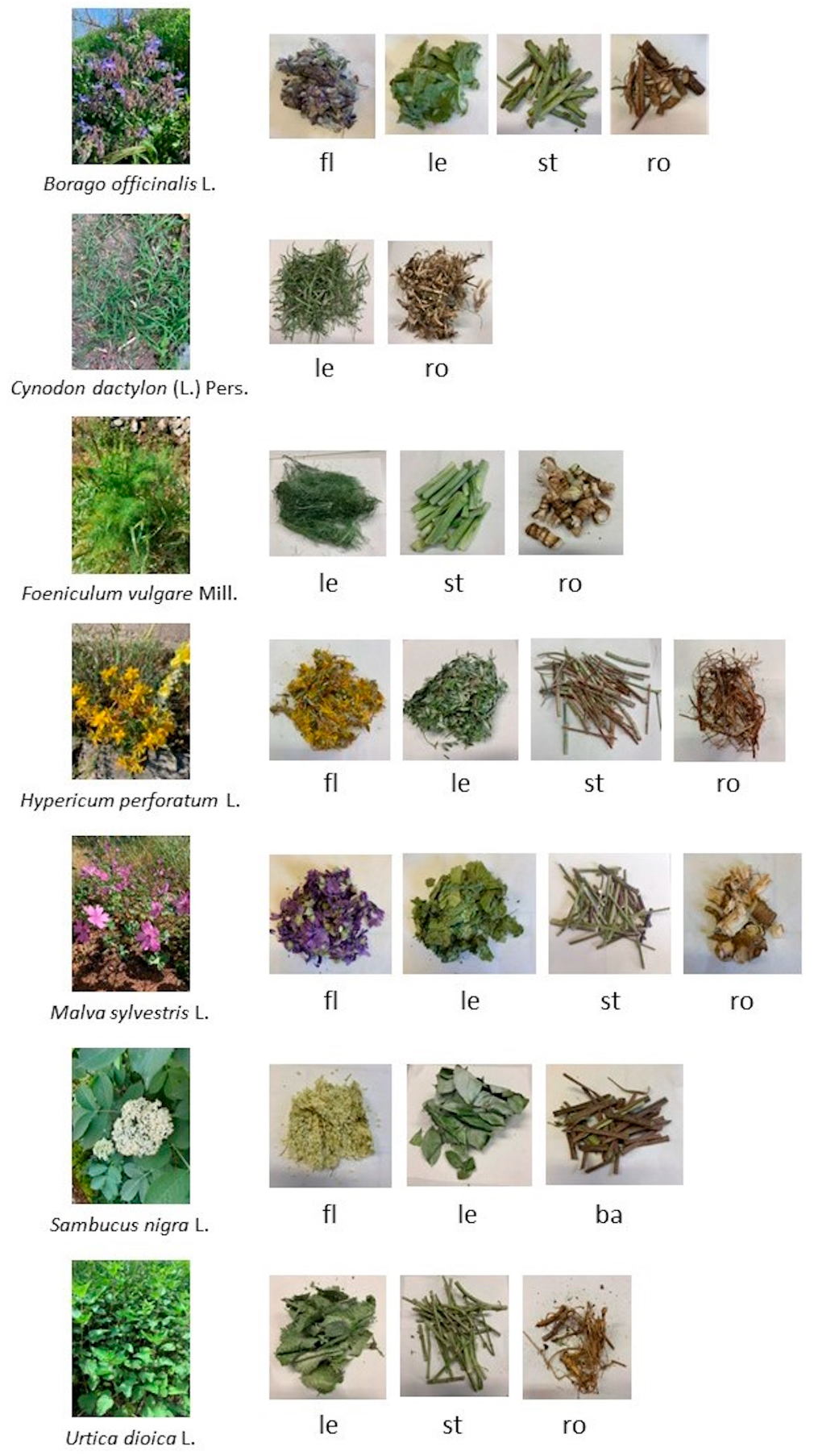 Plants 12 03180 g005