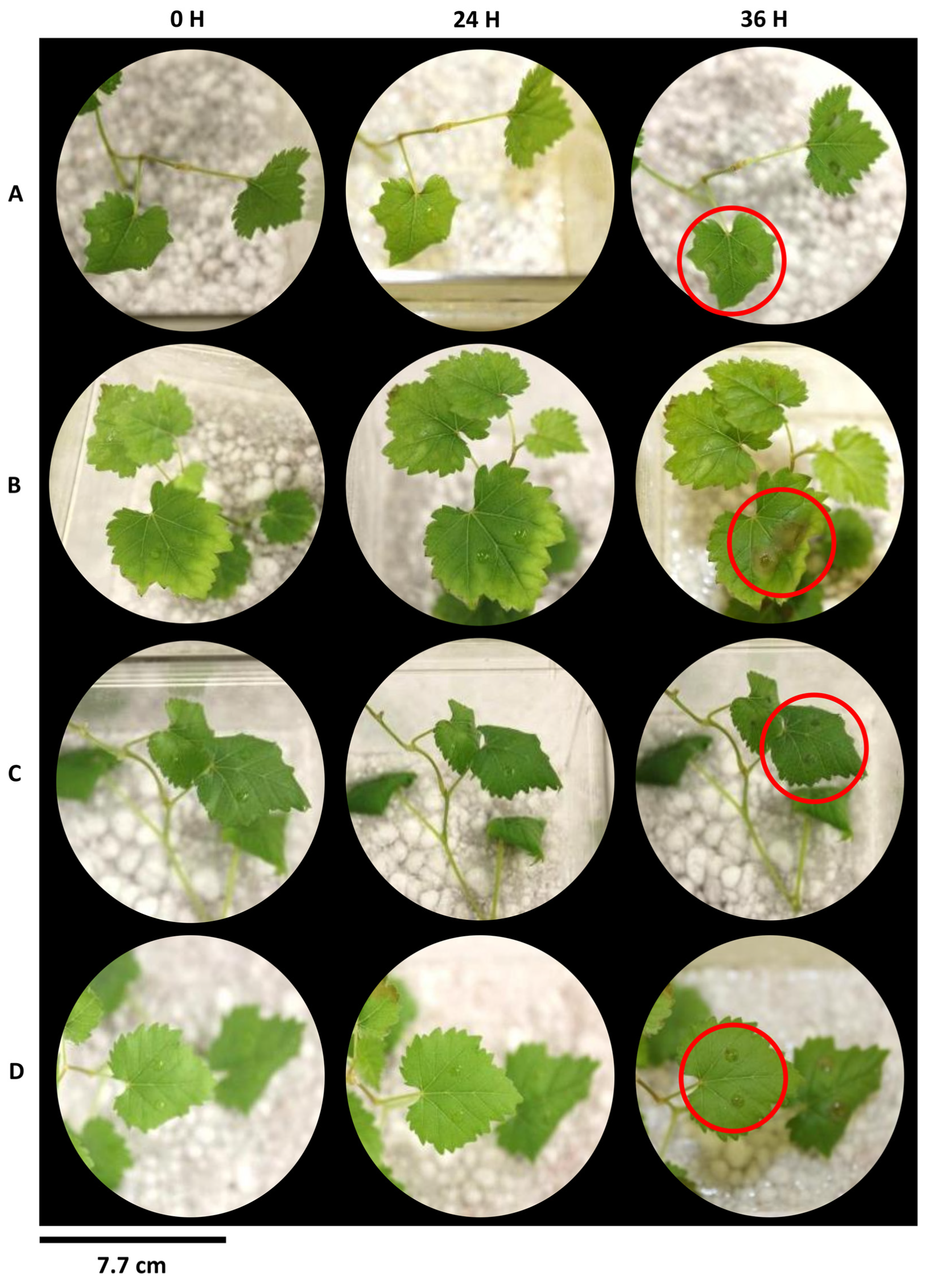 Plants 12 03202 g005