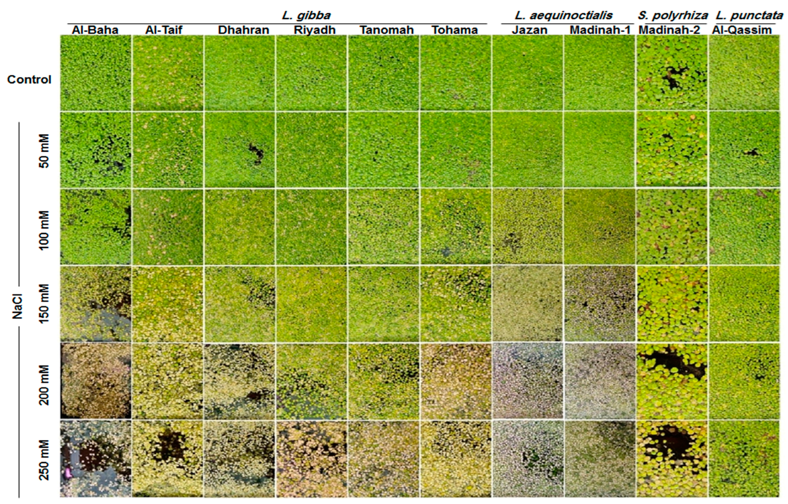 Plants 12 03206 g001 Plants 12 03206 g001