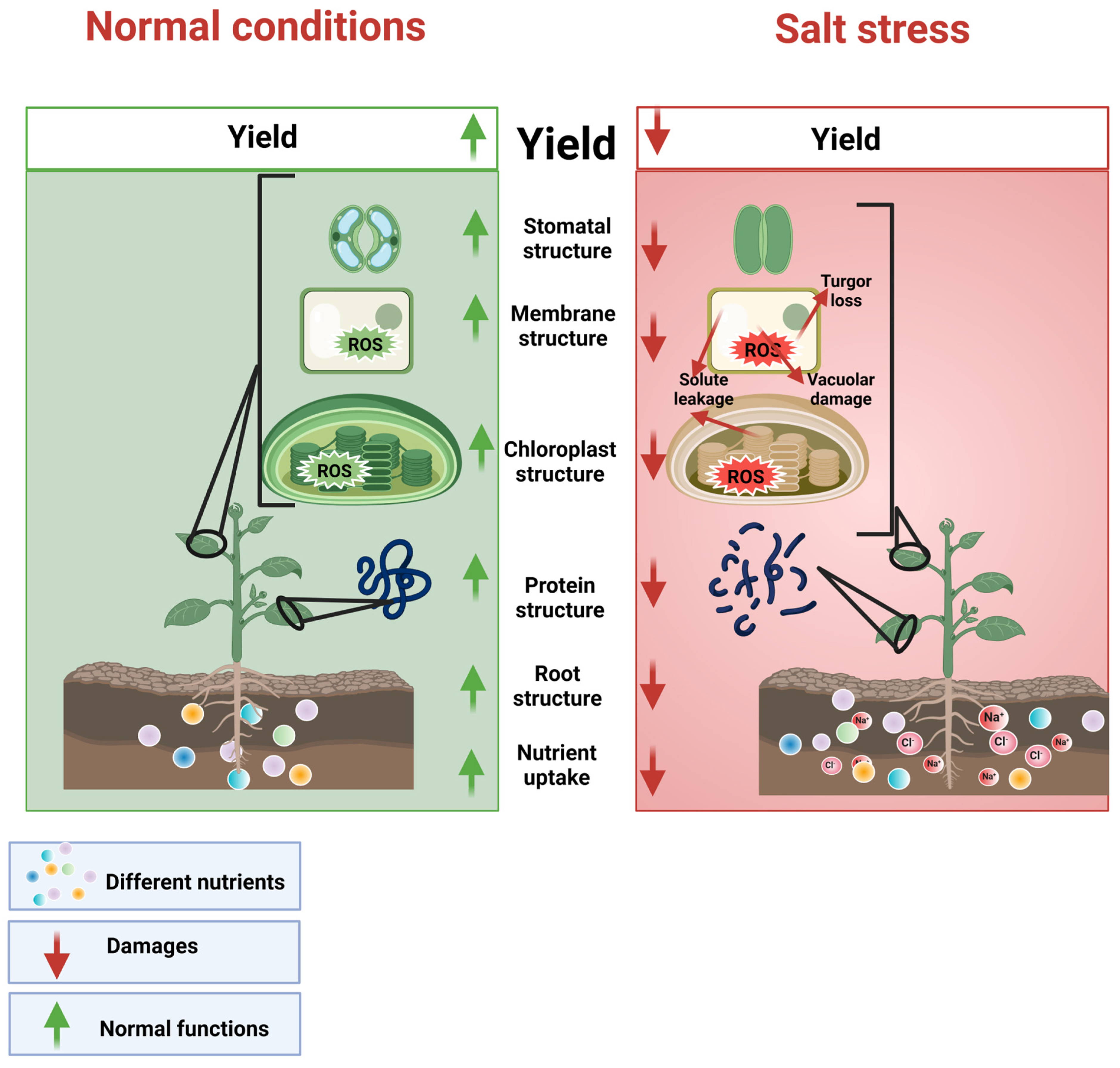 Plants 12 03207 g001 Plants 12 03207 g001