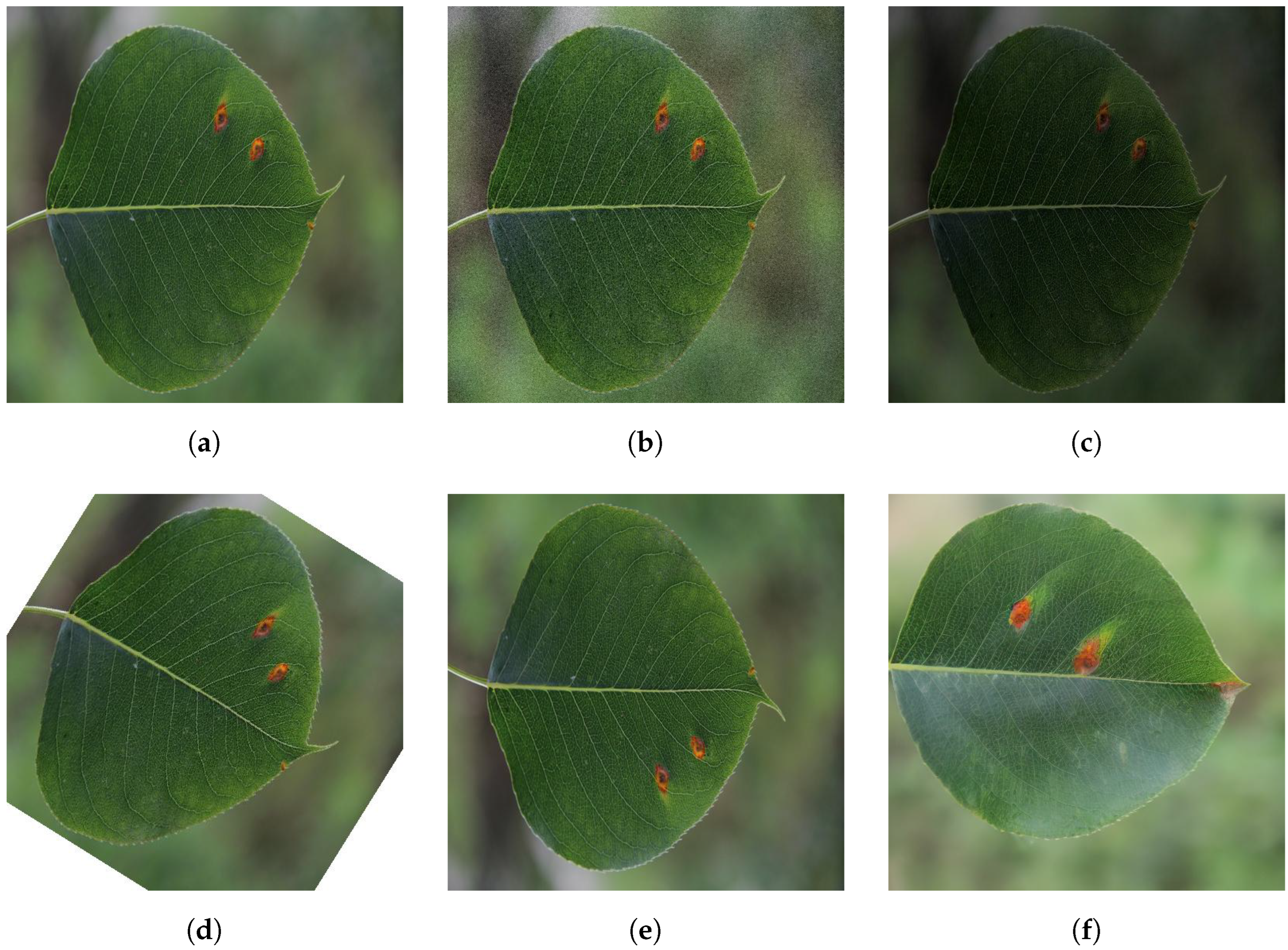 Plants 12 03209 g004