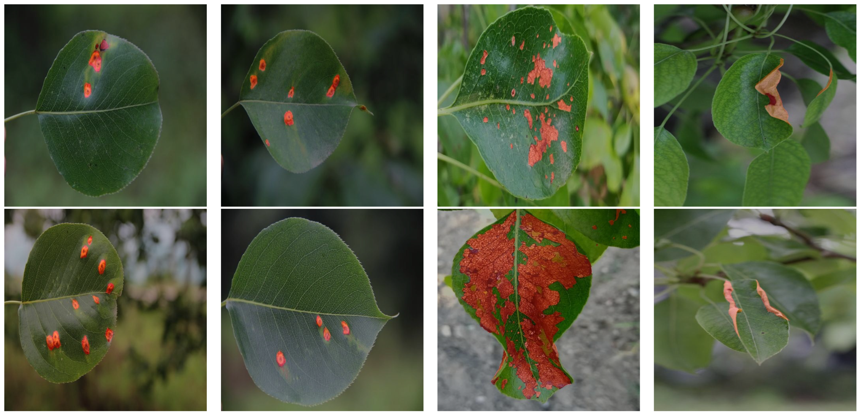 Plants 12 03209 g005