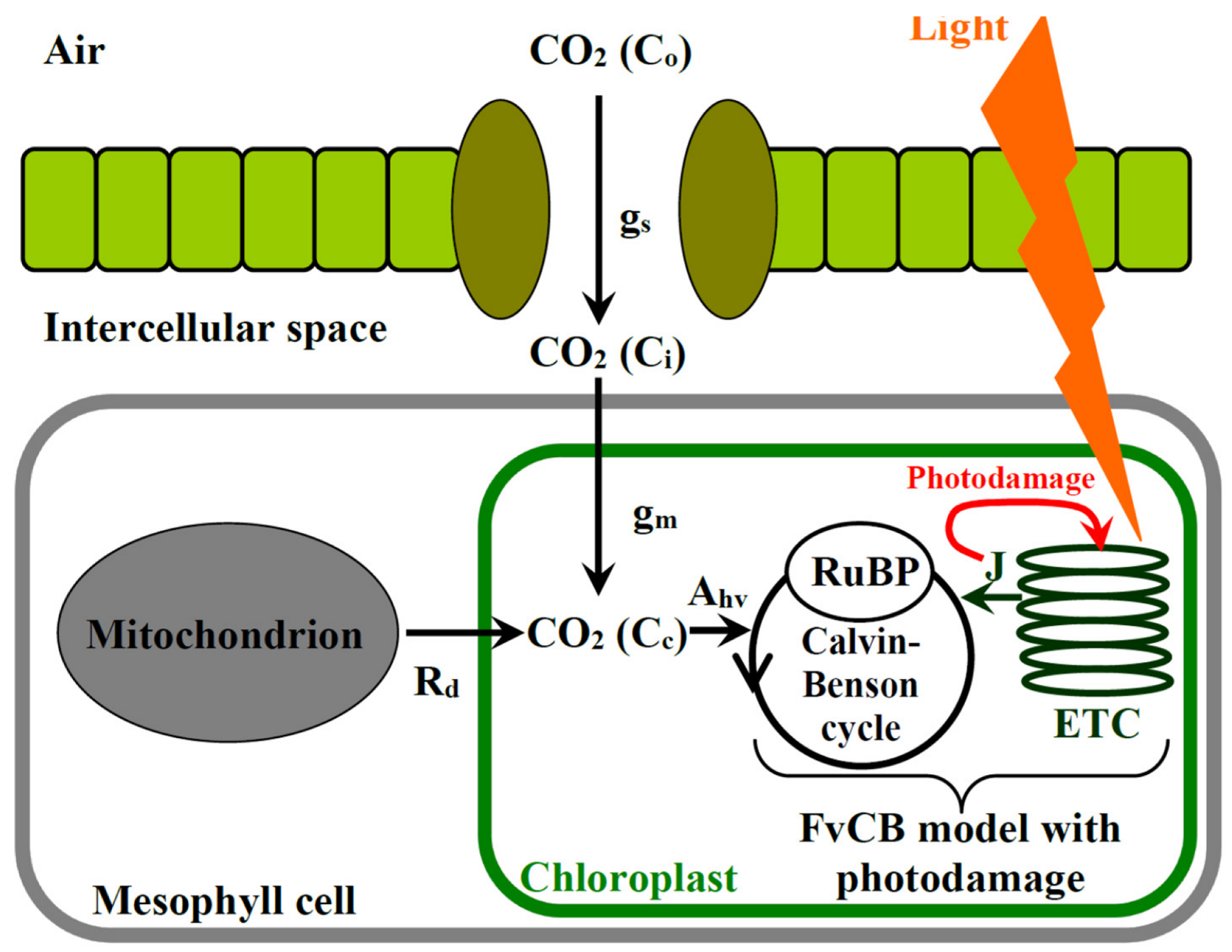 Plants 12 03211 g001
