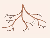 Plants 12 03213 i005