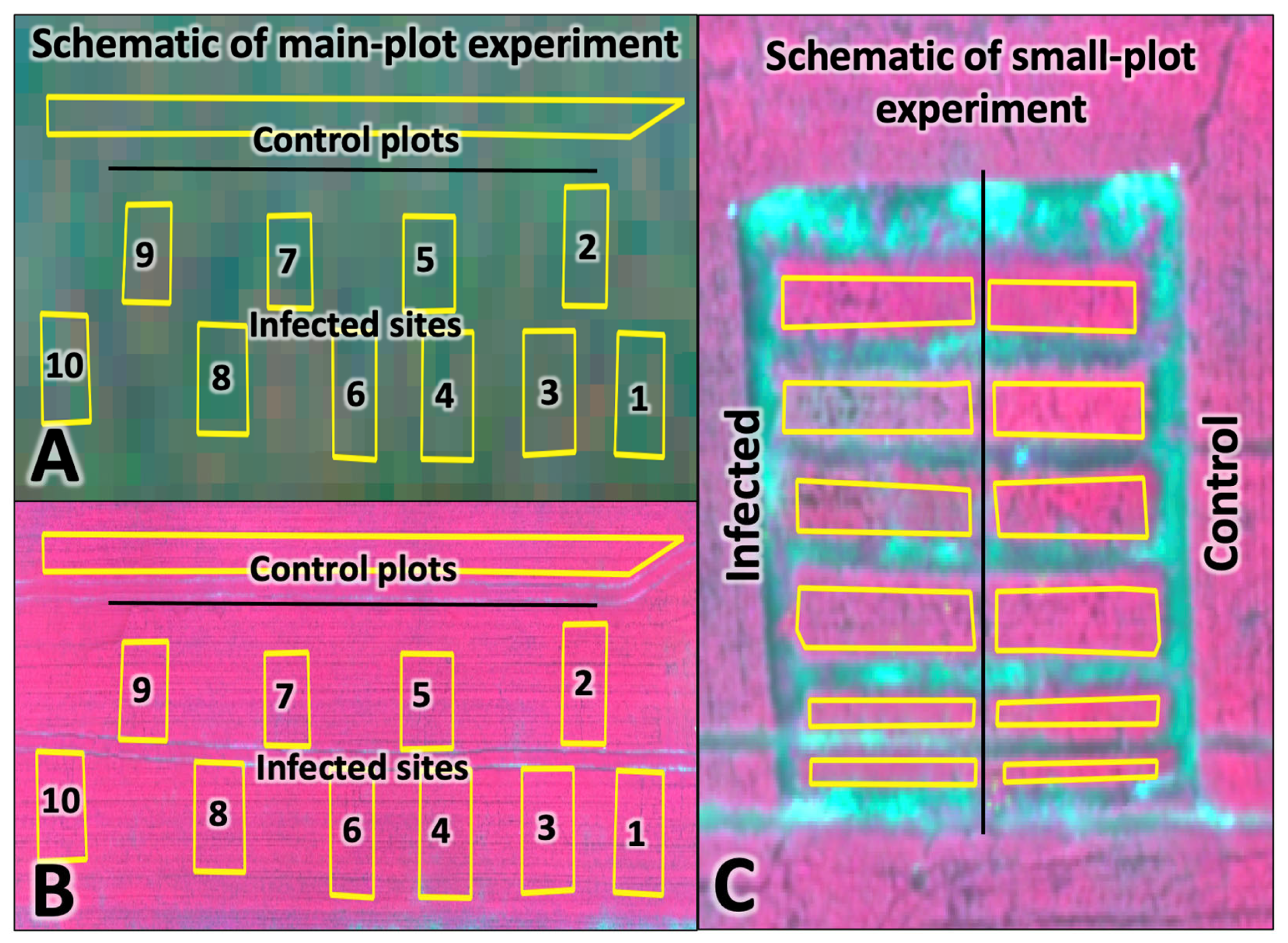 Plants 12 03223 g005