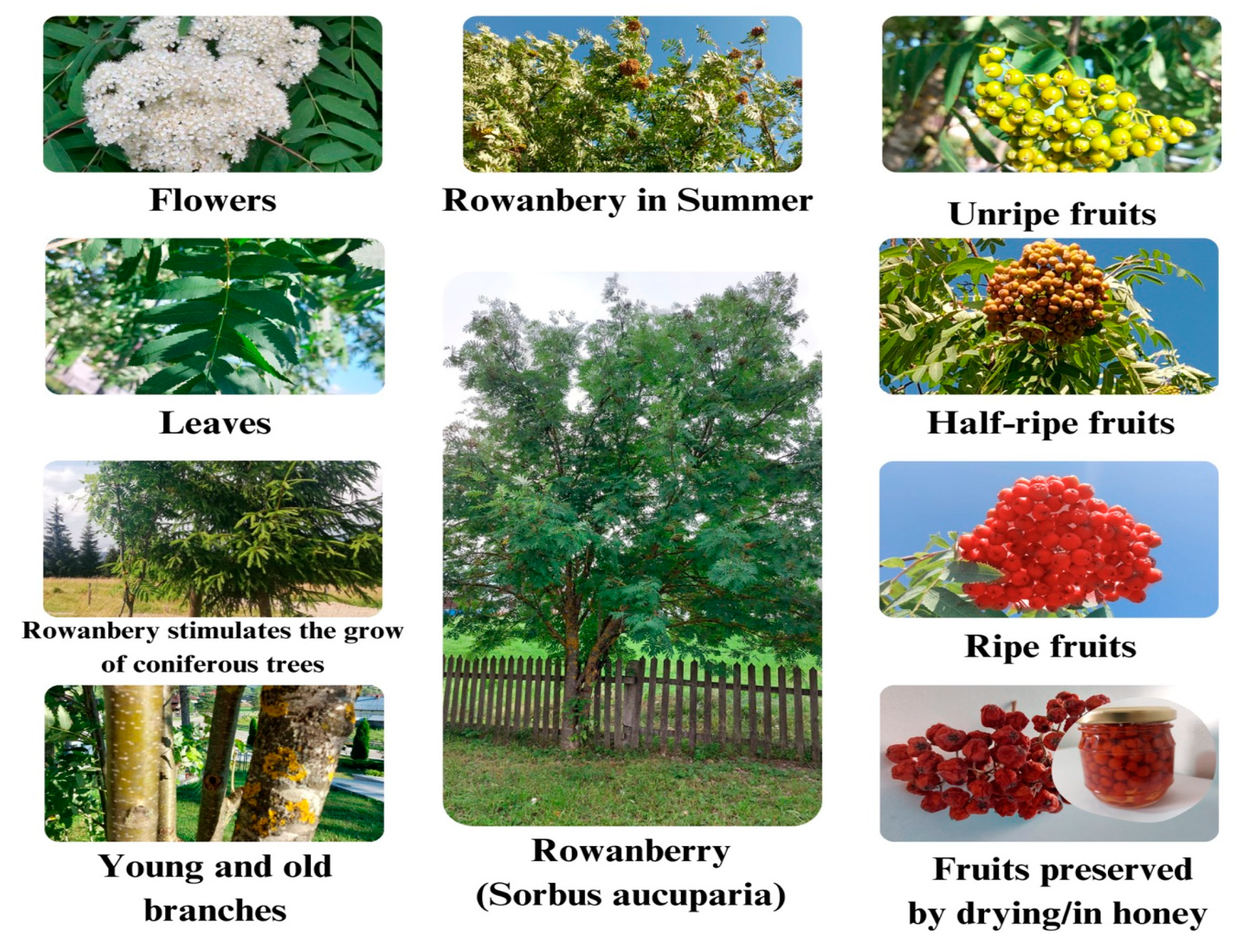 Plants 12 03225 g001