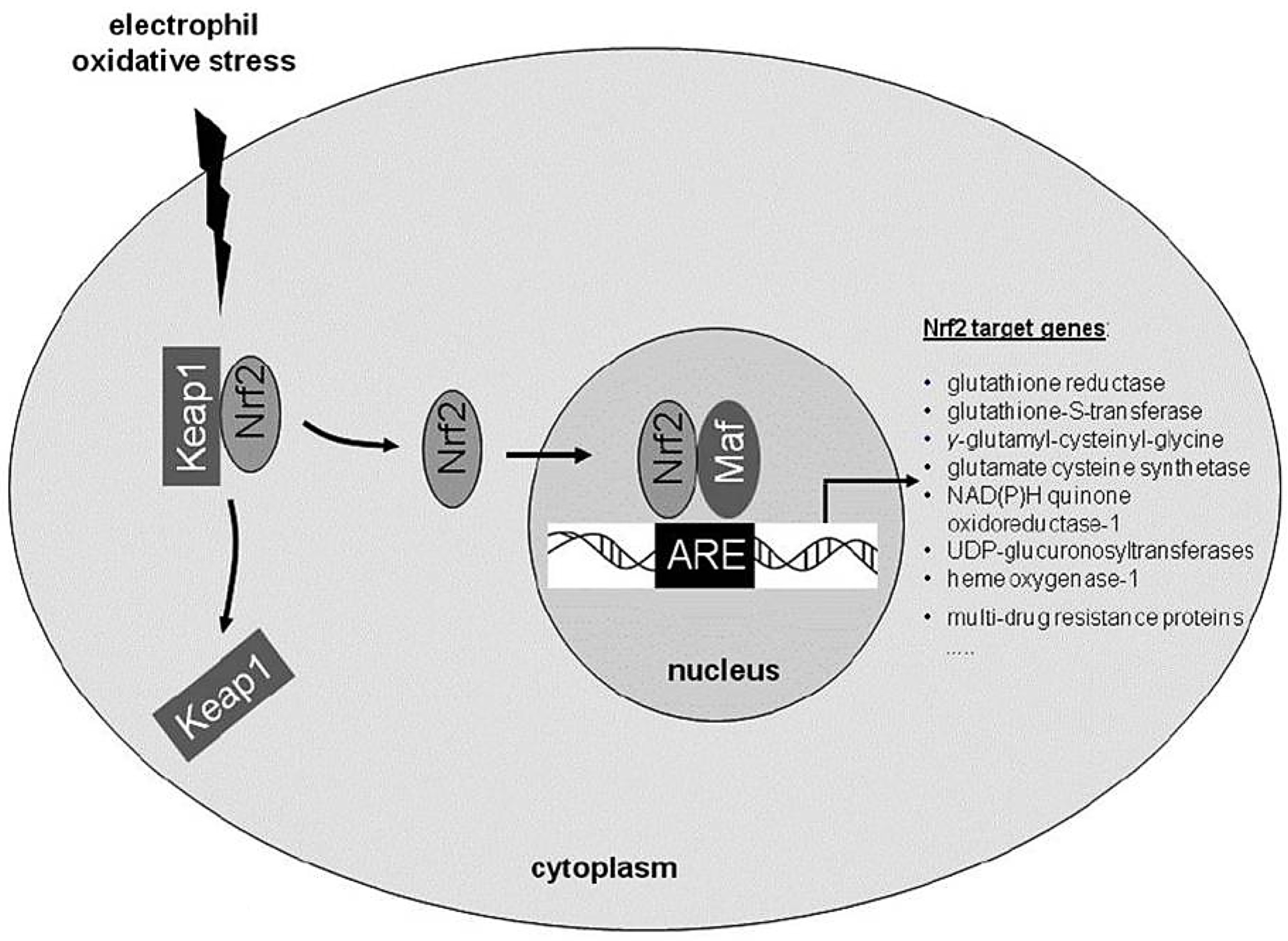 Plants 12 03235 g009 Plants 12 03235 g009