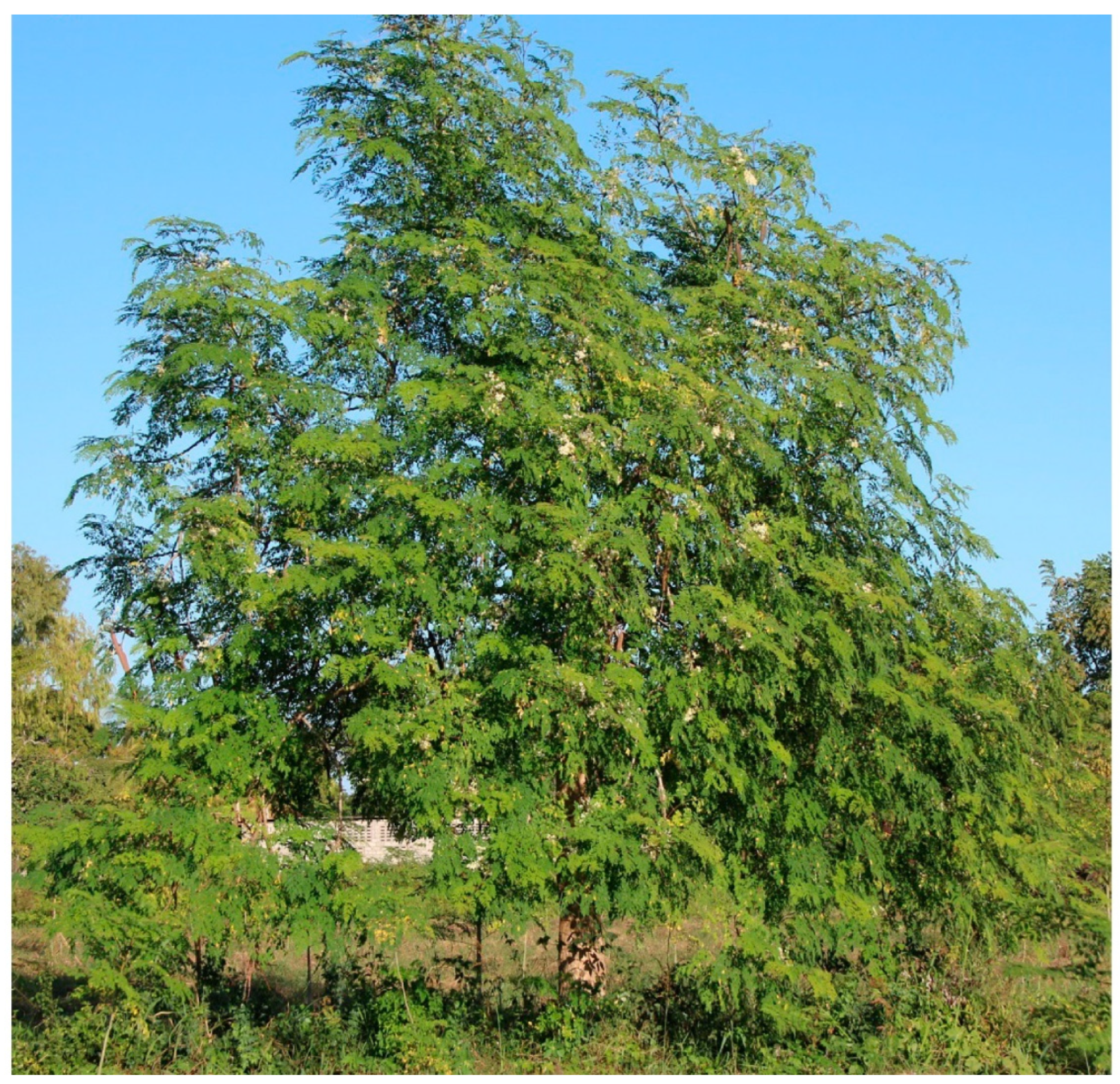 Plants 12 03235 g010 Plants 12 03235 g010