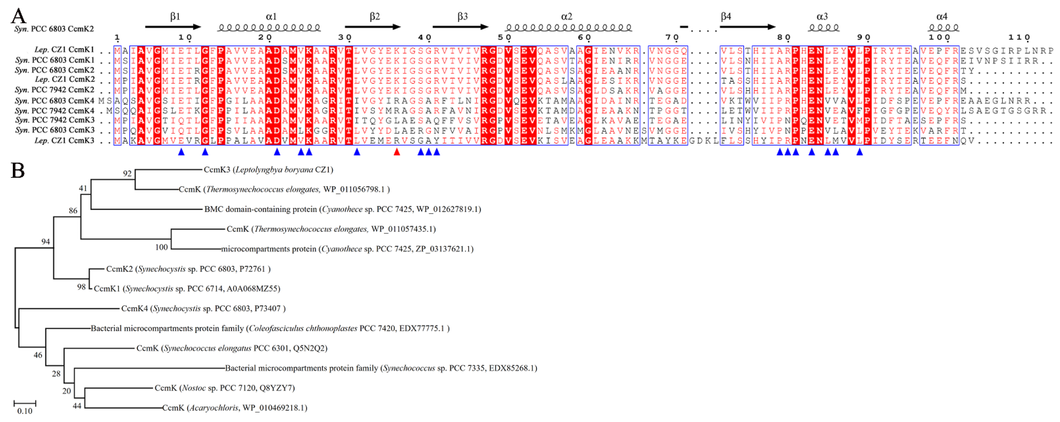 CASIOPEA with Synchronized DNA/5 STARS … Casiopea + Sync DNA – Signal – CD (HDCD, Album, Stereo
