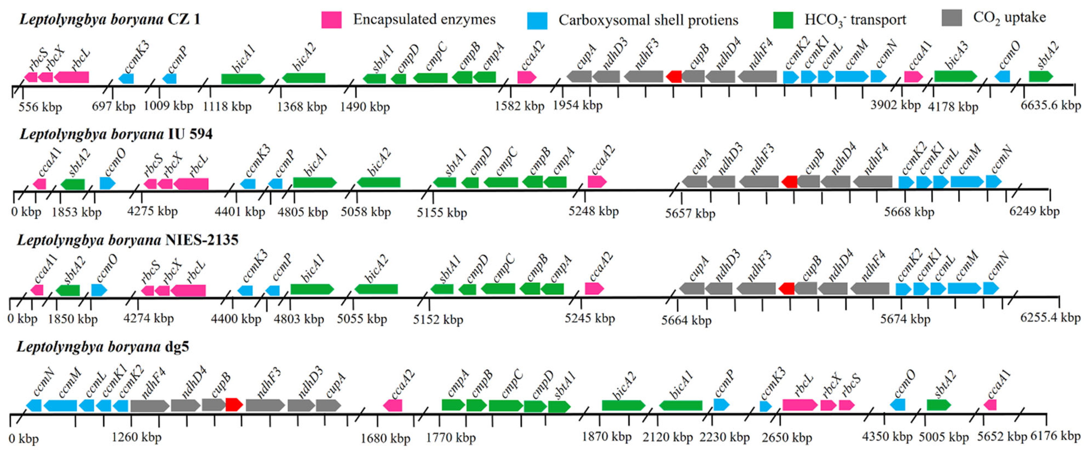 Genomic Analysis of Leptolyngbya boryana CZ1 Reveals