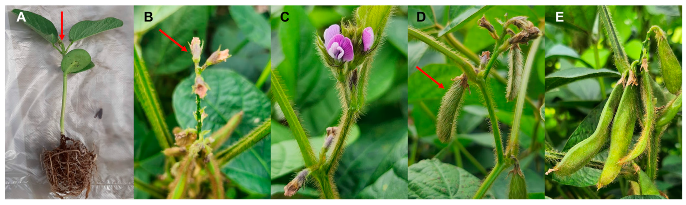 Plants 12 03257 g001