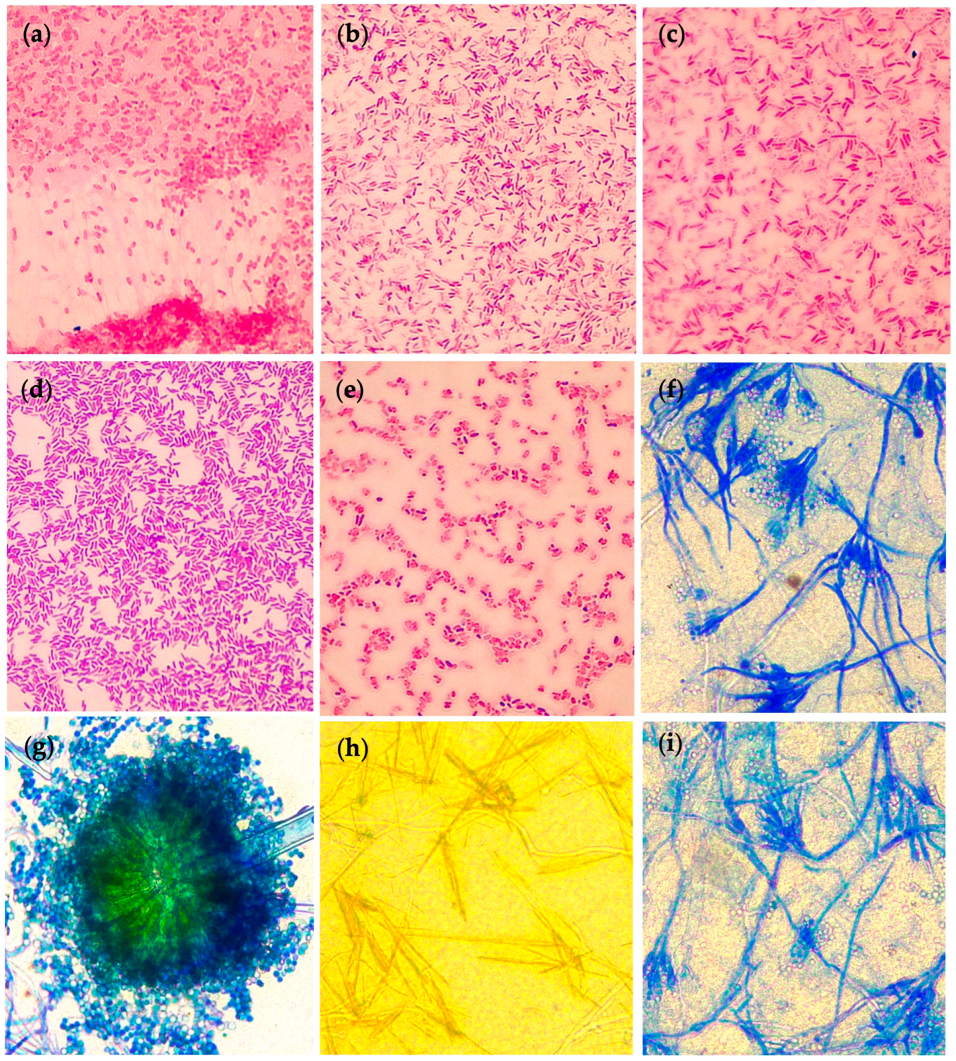 Plants 12 03262 g001