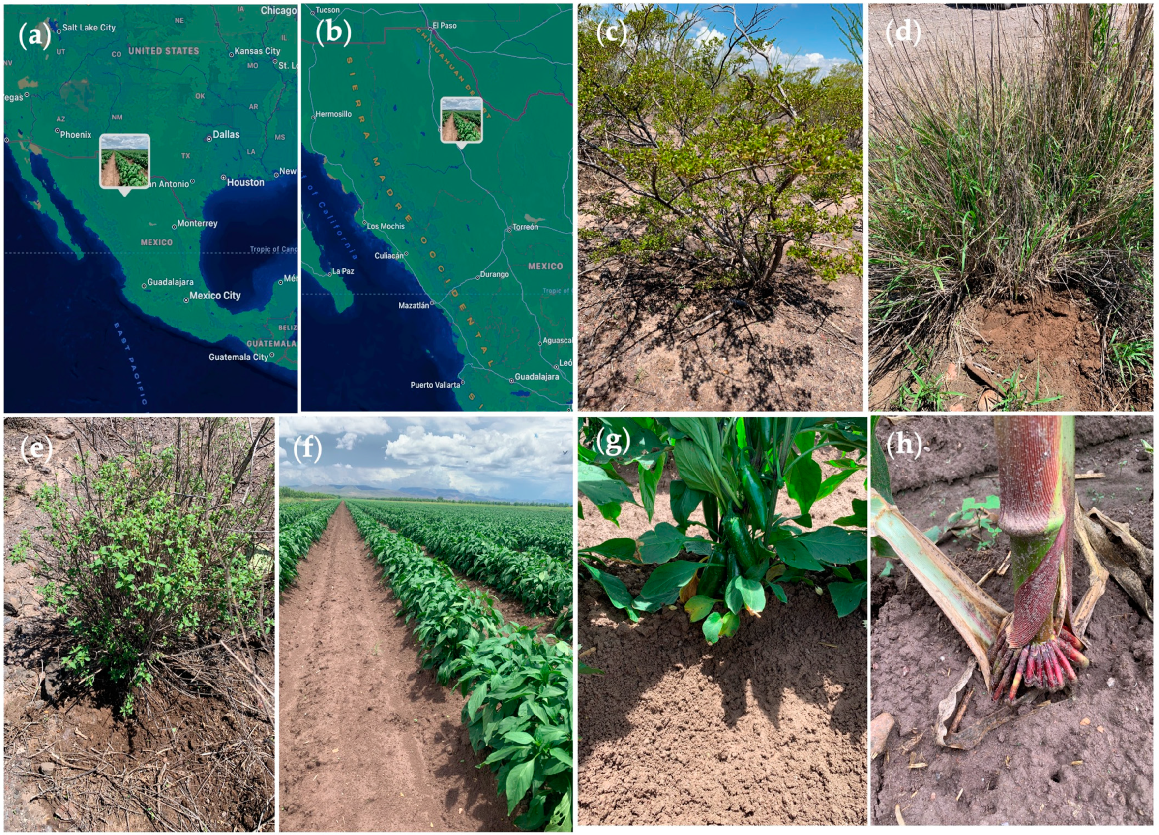 Plants 12 03262 g006