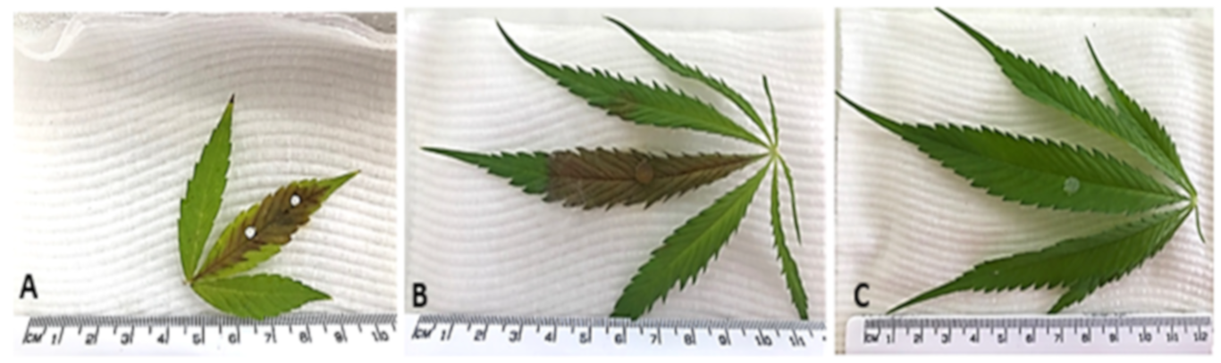 Plants 12 03278 g001