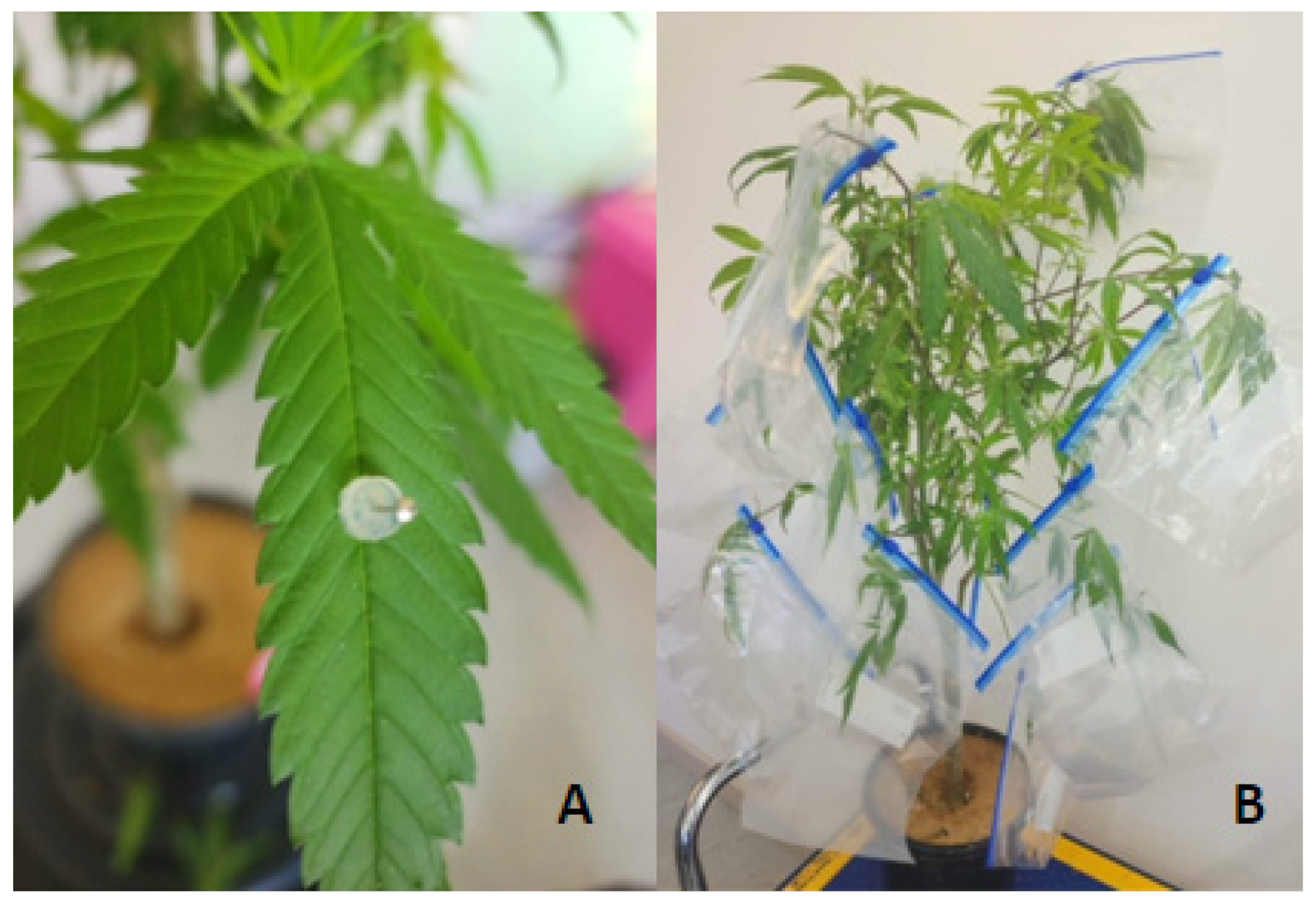 Plants 12 03278 g005