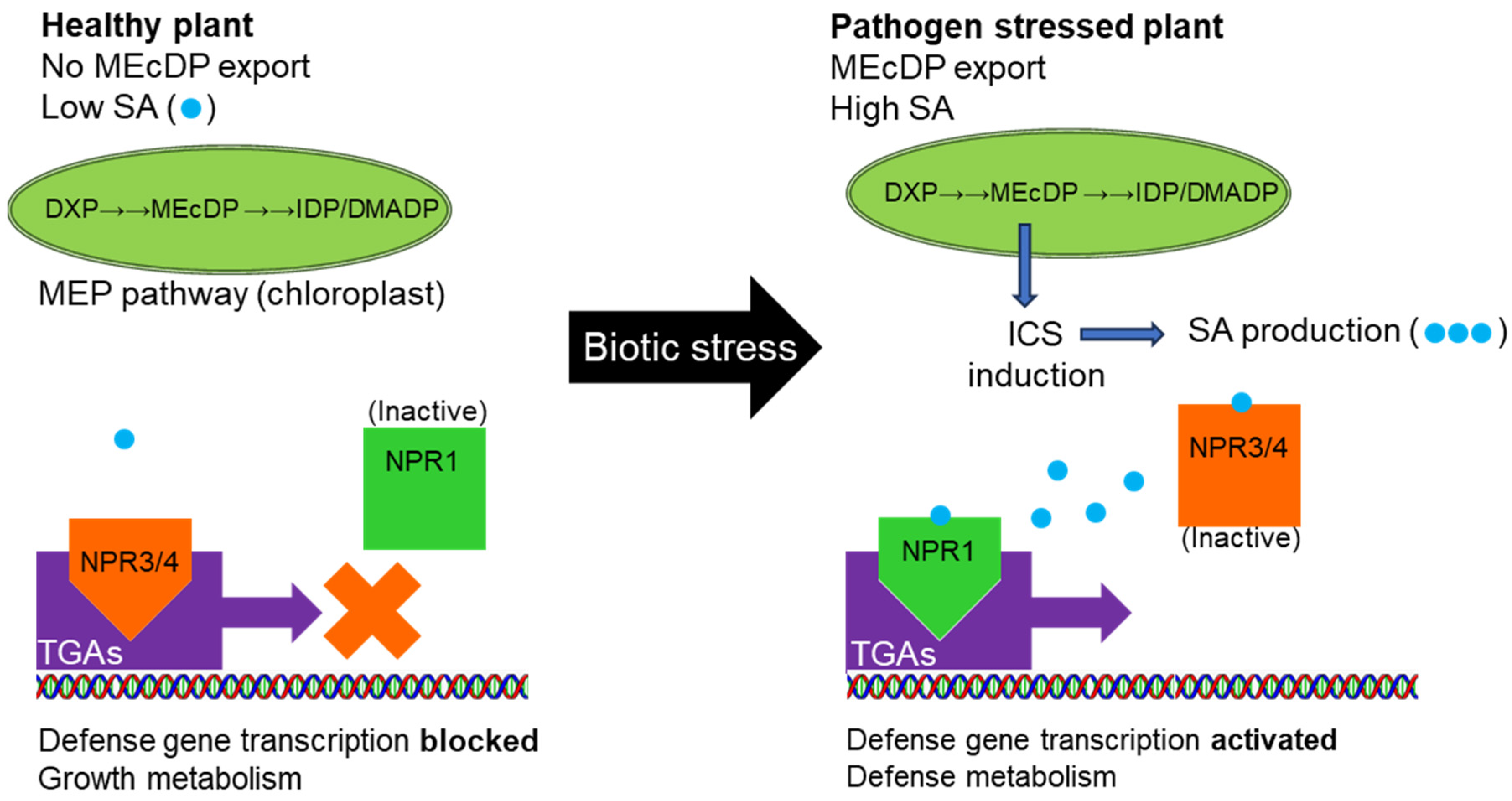 Plants 12 03284 g001