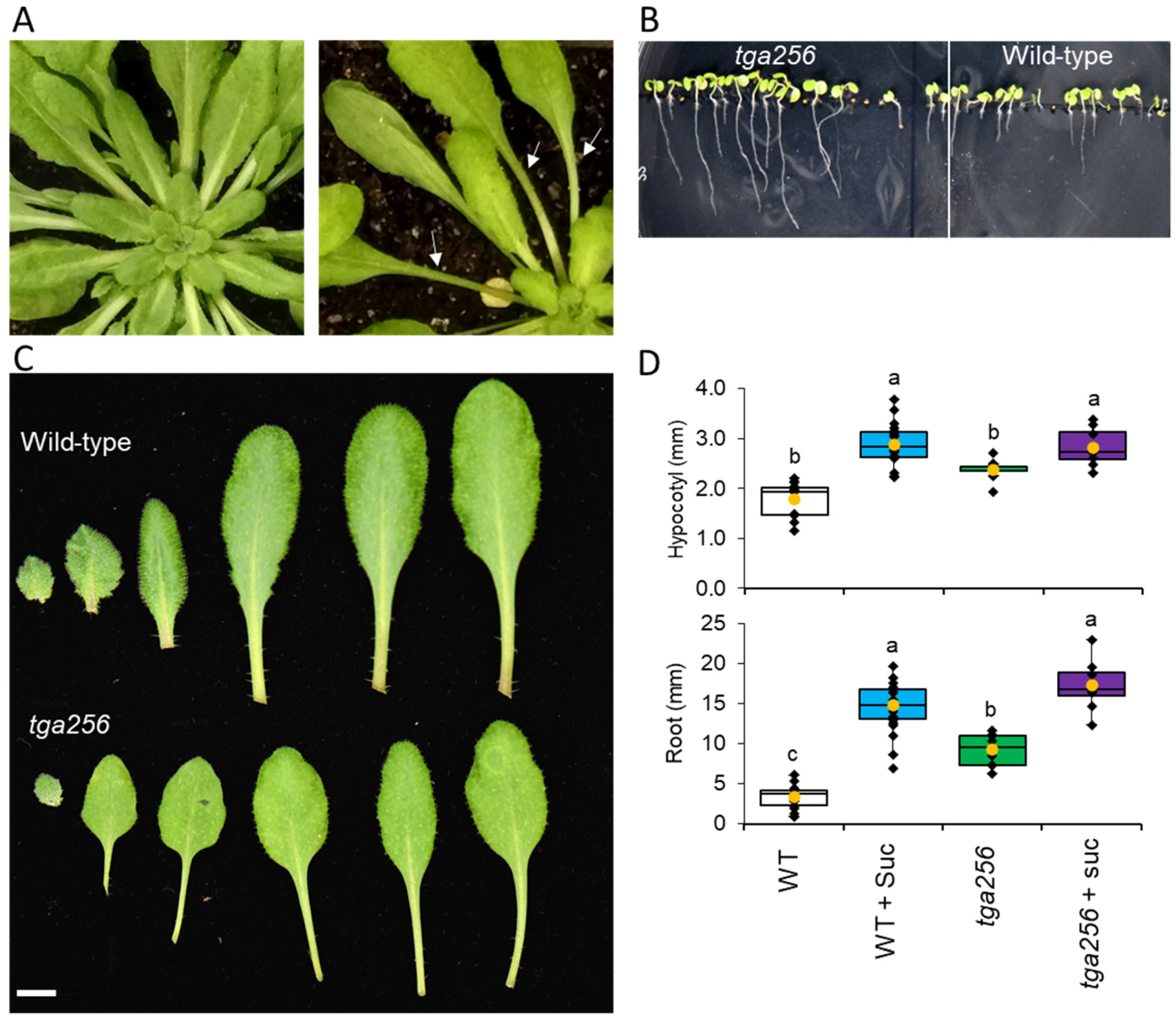 Plants 12 03284 g005