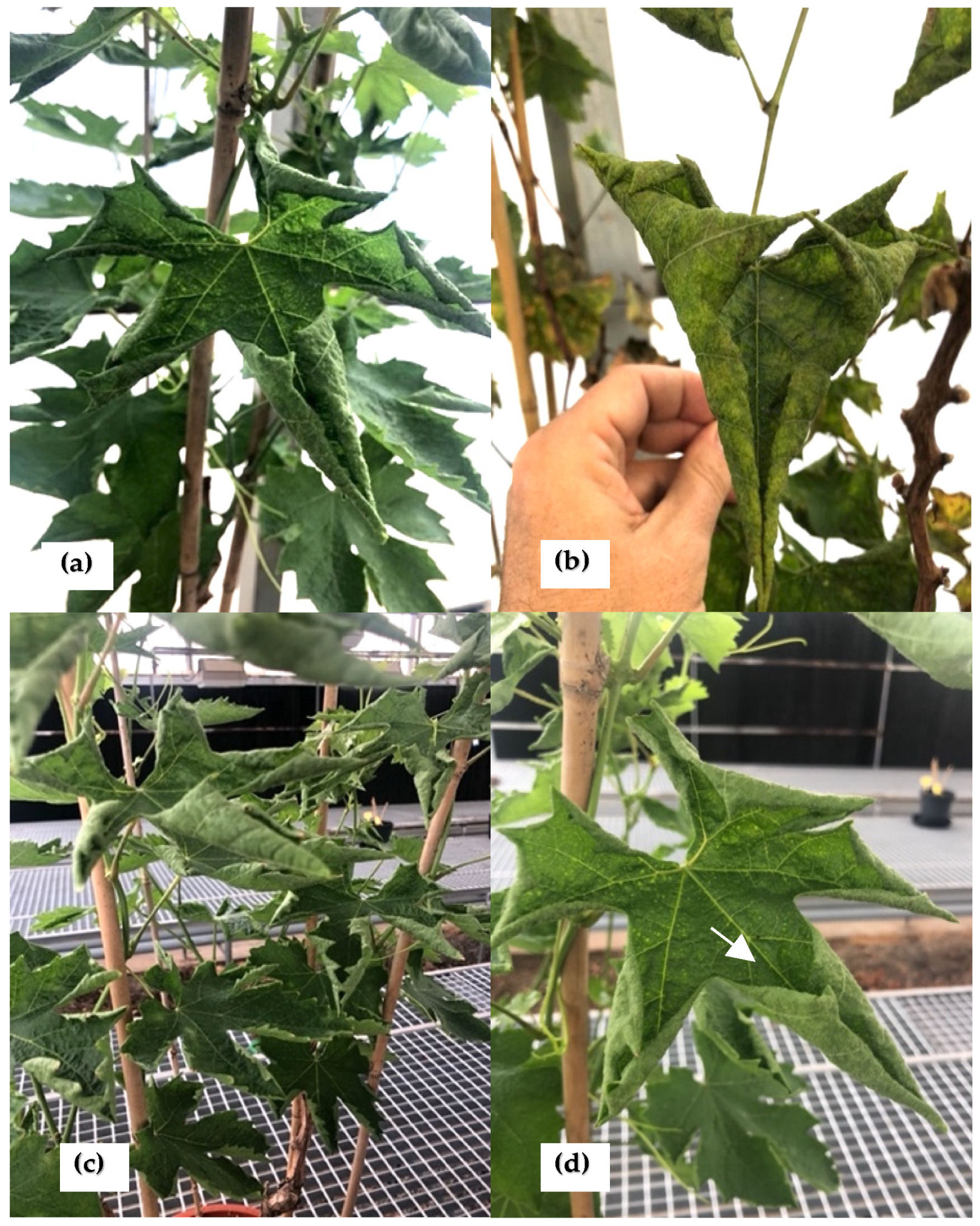 Plants 12 03300 g001