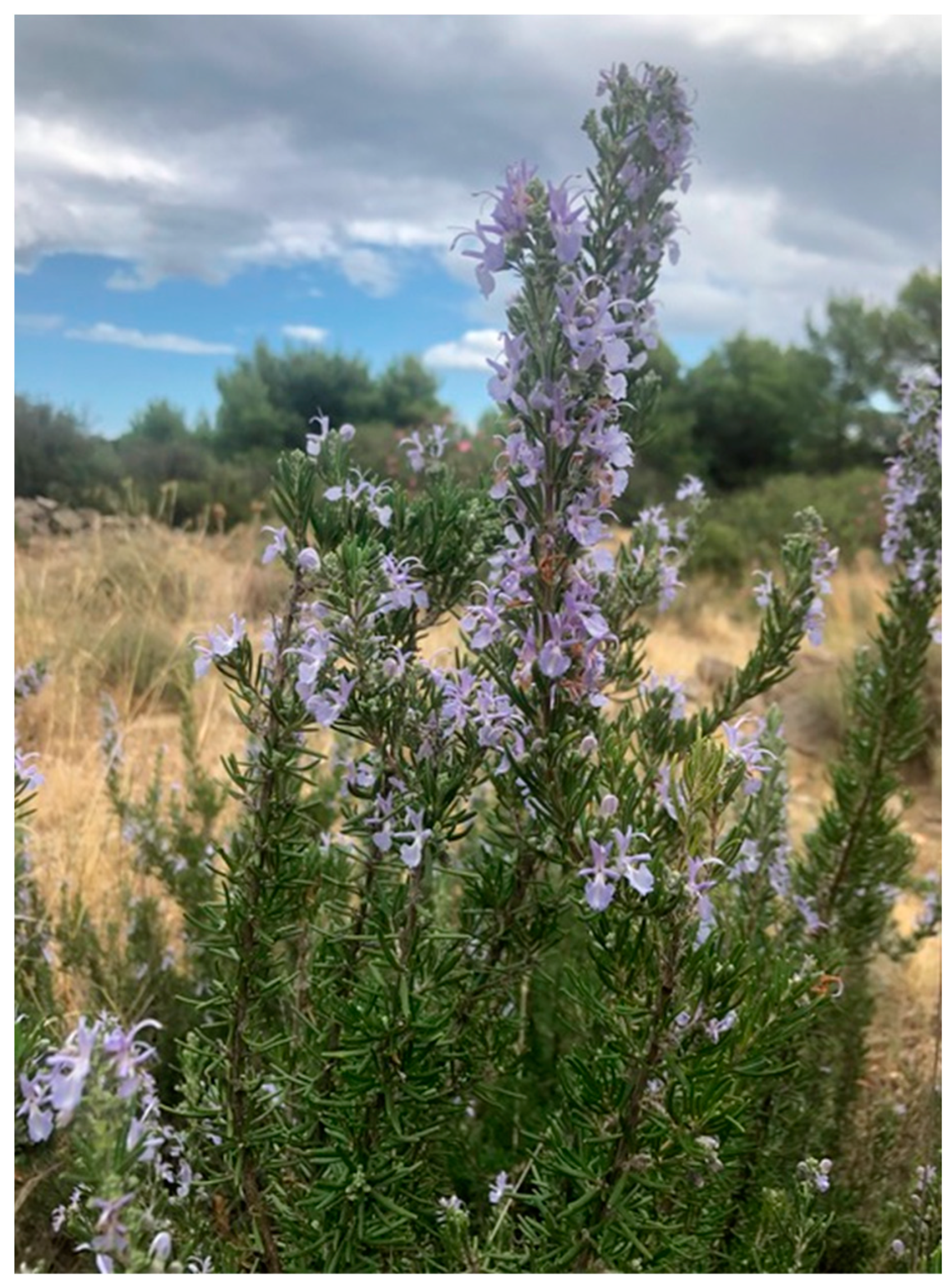 Plants 12 03306 g001