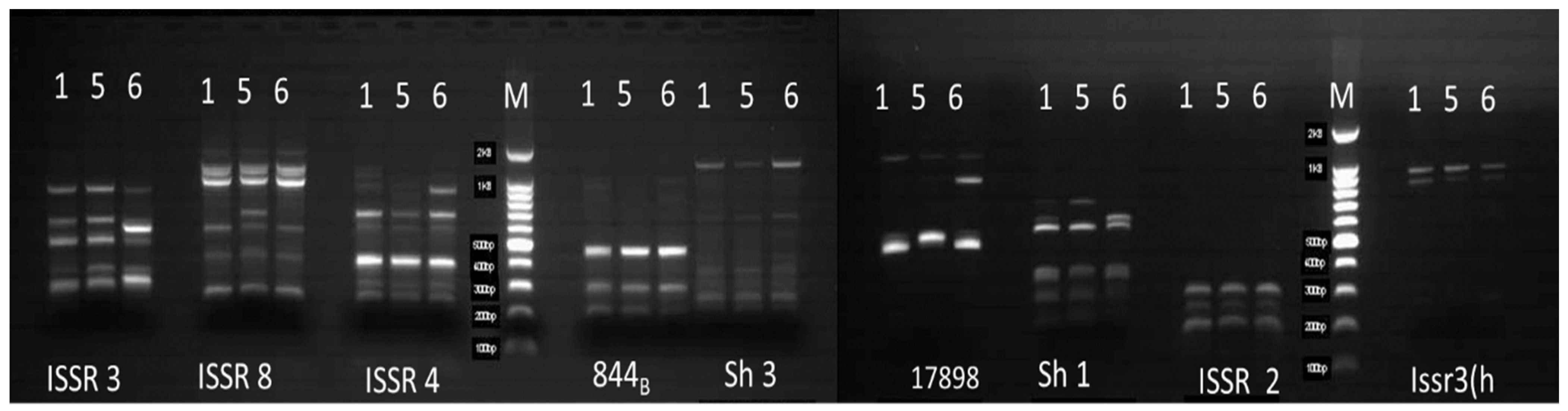 Plants 12 03311 g003