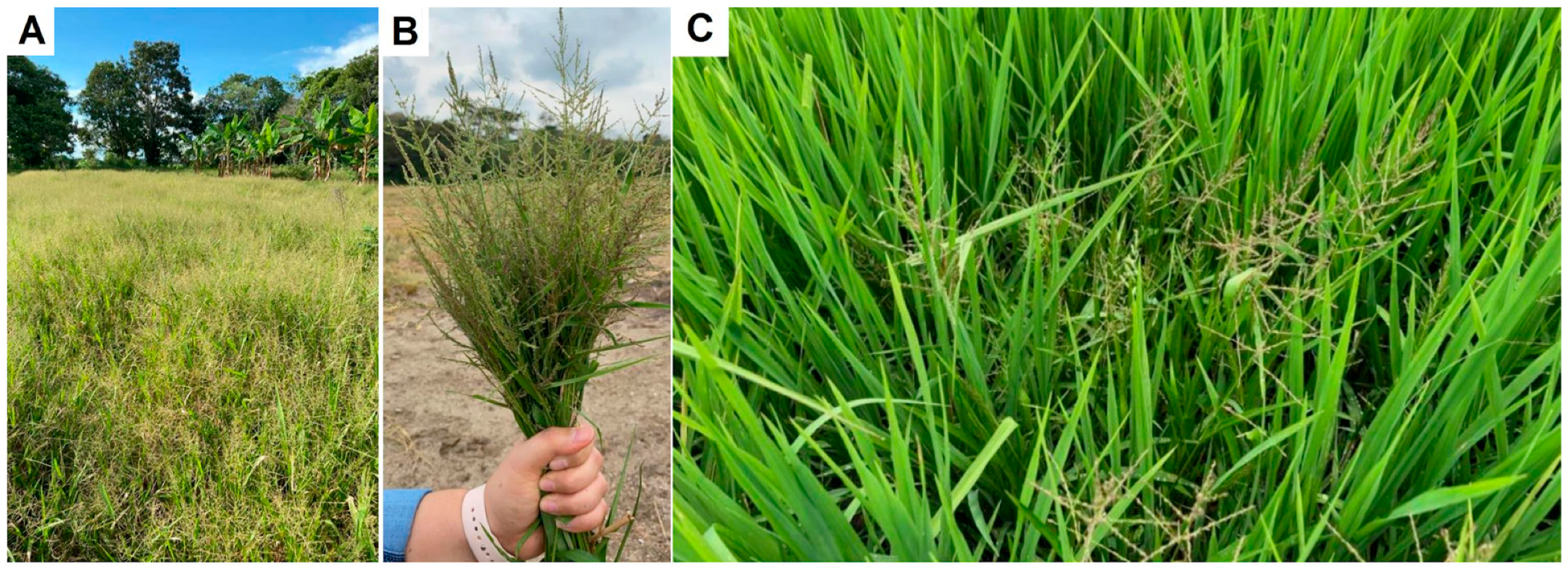 Plants 12 03315 g001