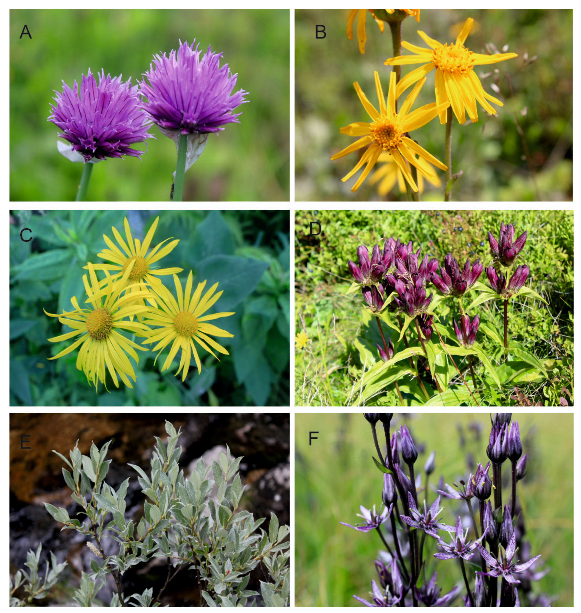 Plants 12 03317 g002