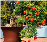 Plants 12 03320 i001