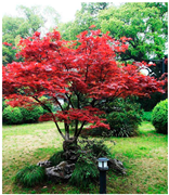 Plants 12 03320 i007