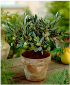 Plants 12 03320 i008