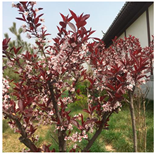 Plants 12 03320 i009