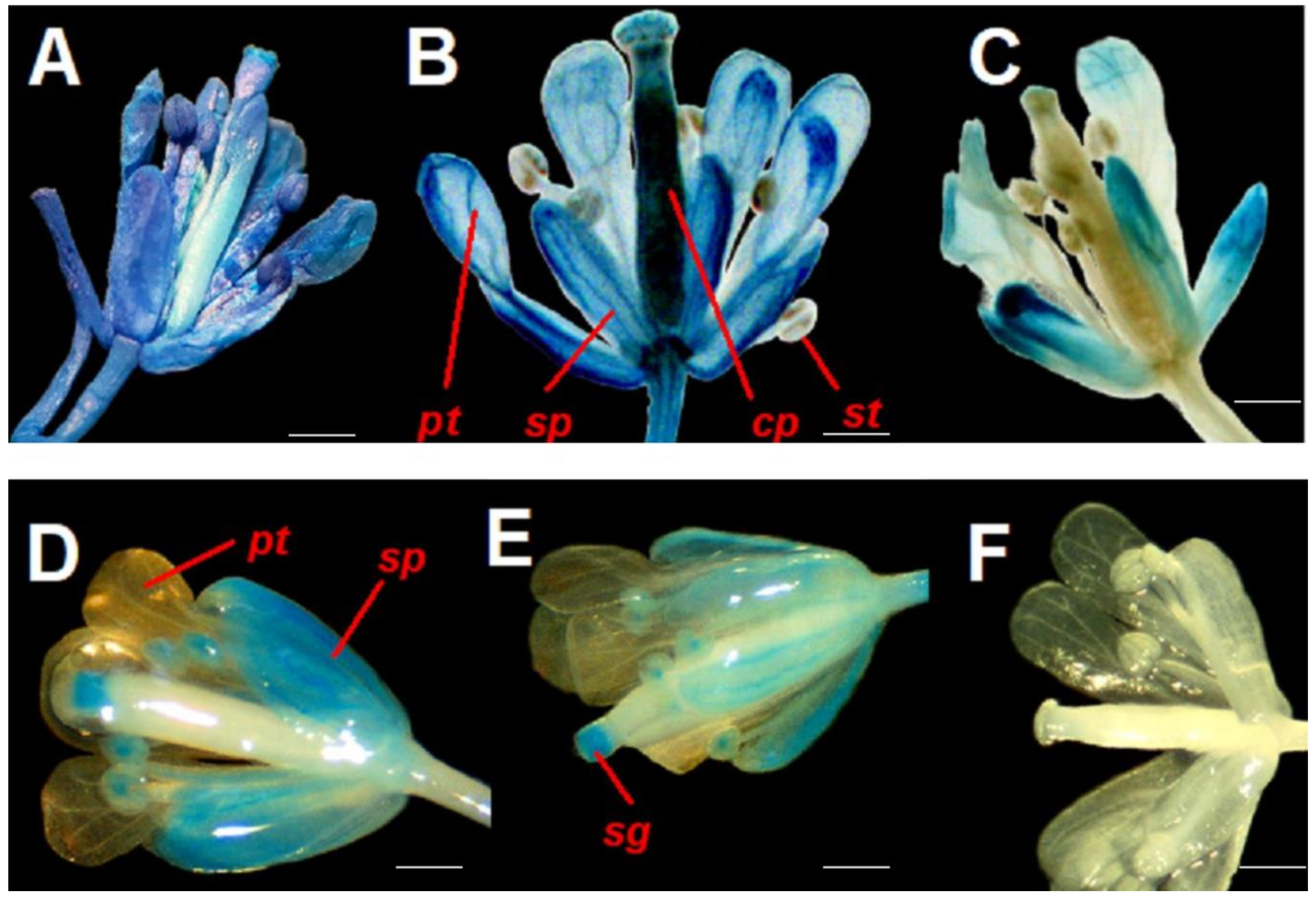 Plants 12 03322 g003