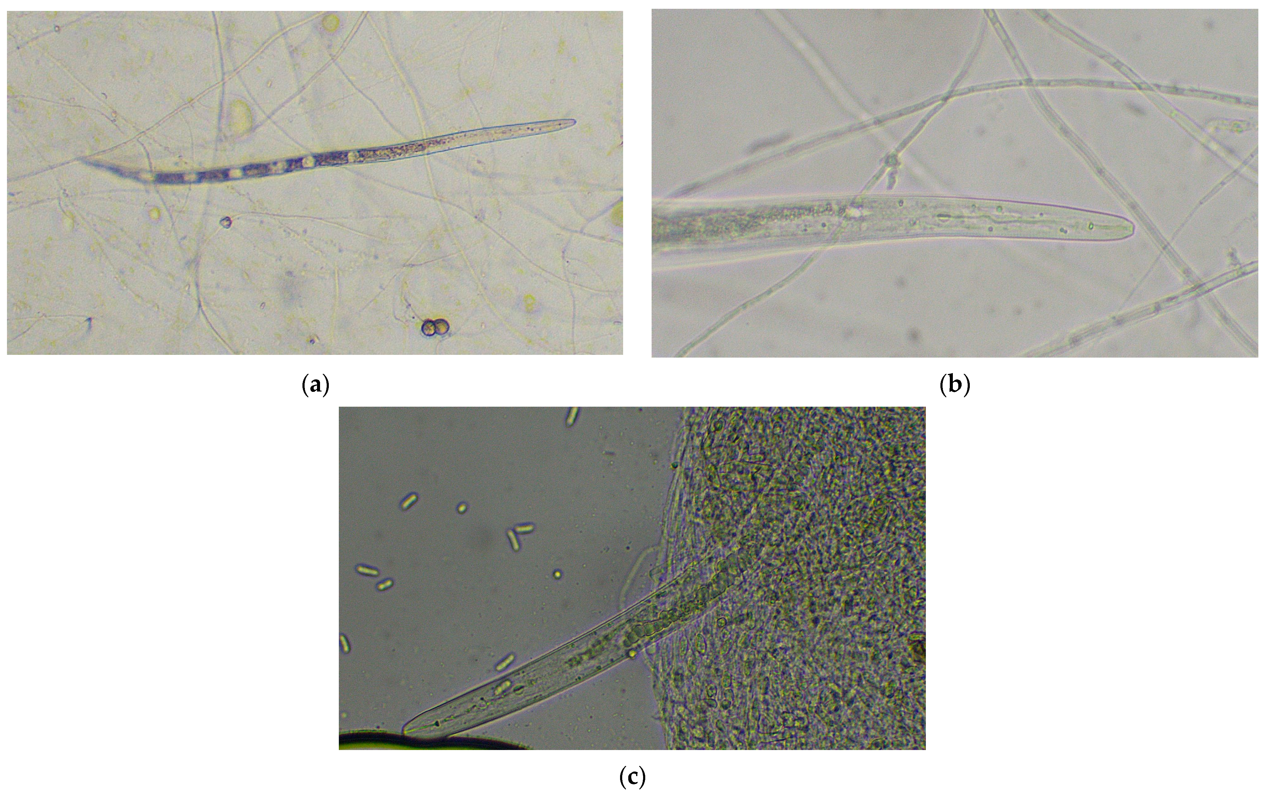 Plants 12 03323 g002