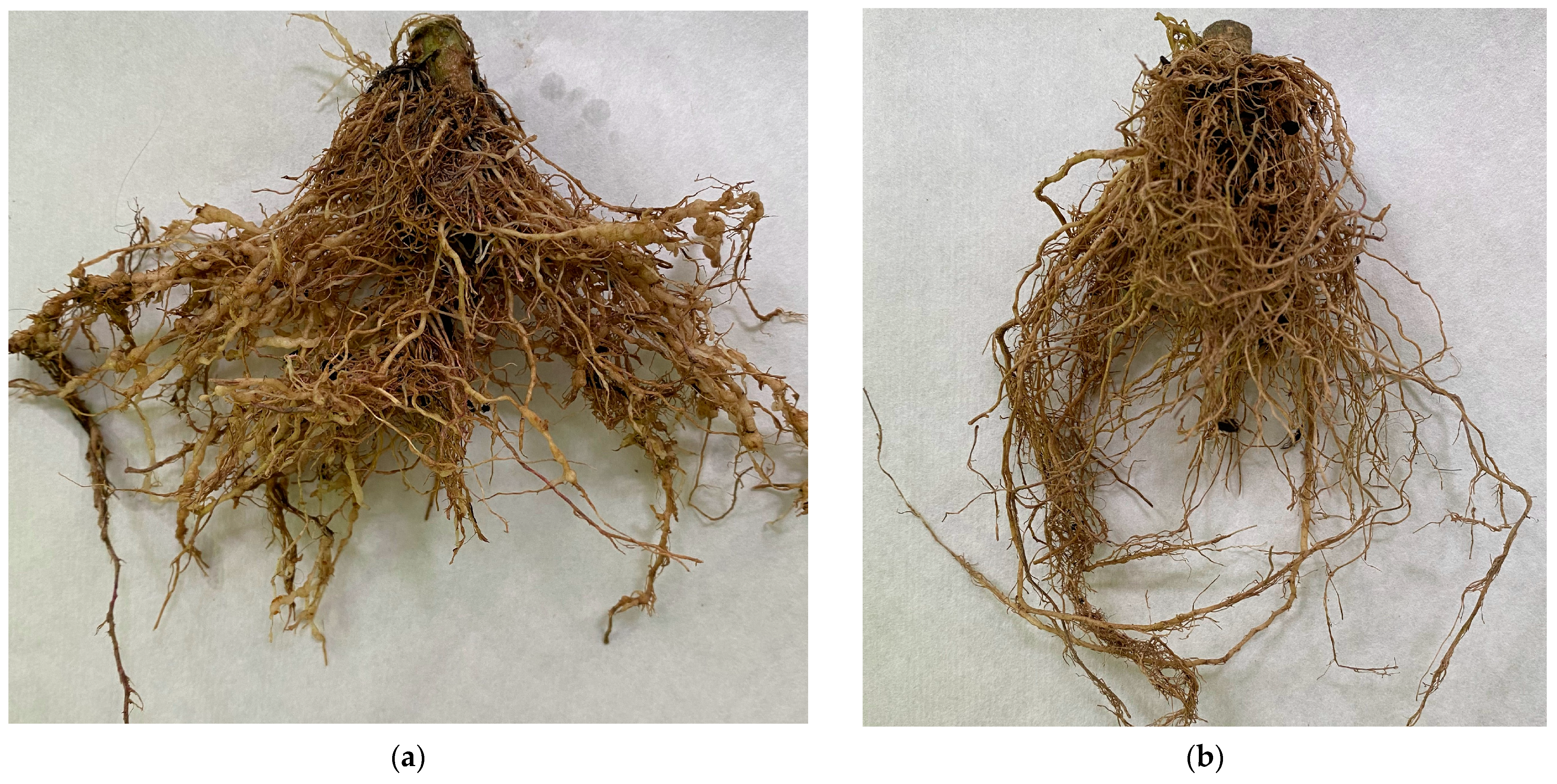 Plants 12 03323 g003