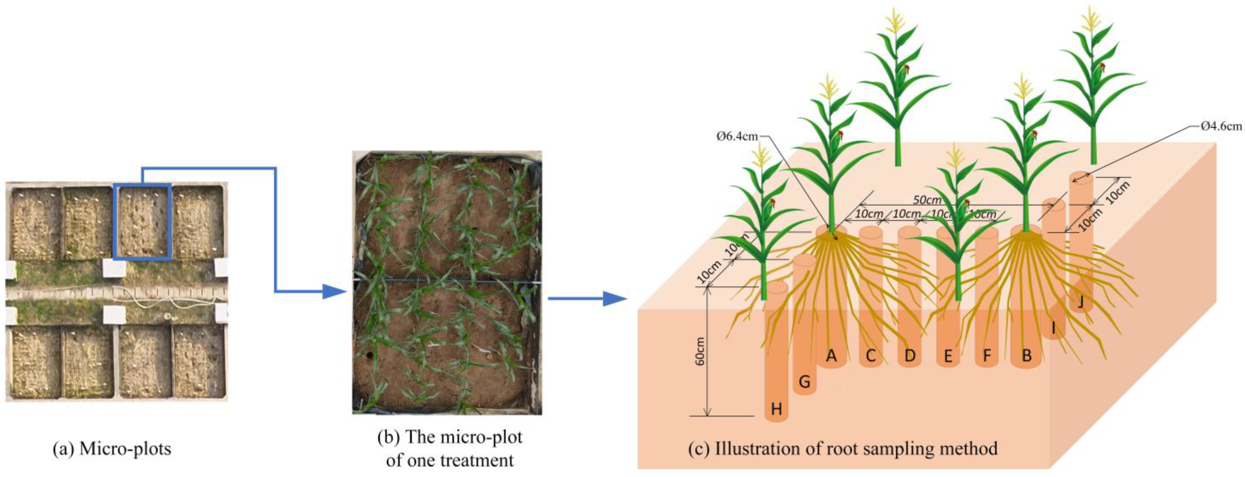 Plants 12 03329 g003