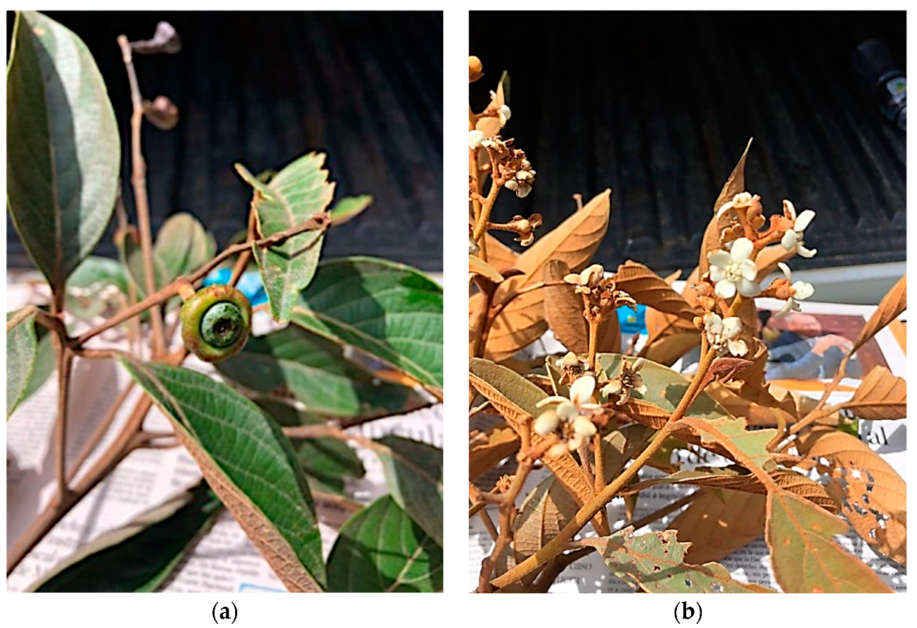 Plants 12 03331 g001